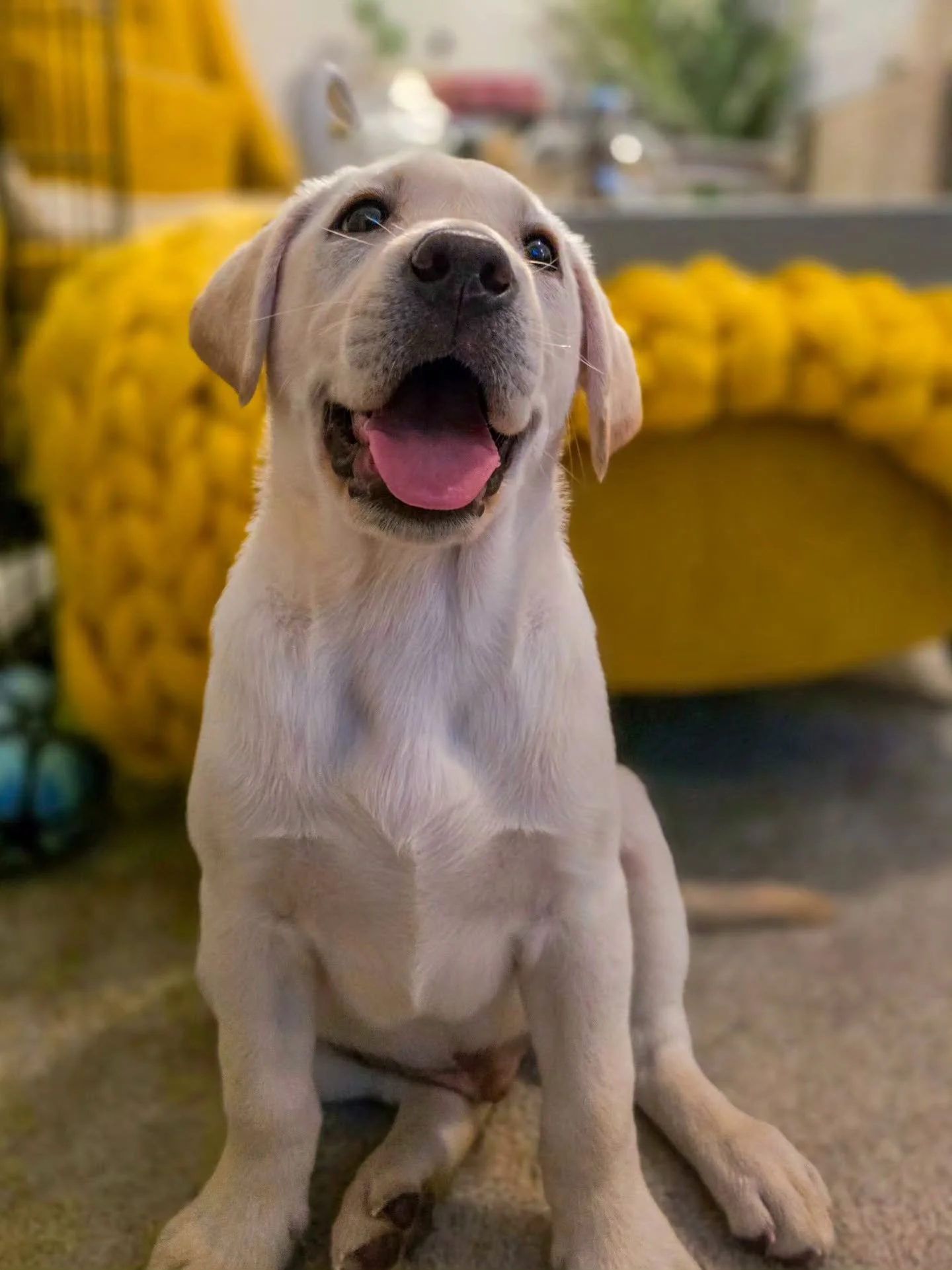 Why hello little dumpling! 😍

This is Rumi. He's joining the puppy gang to learn all things pup! We've already had a pre-puppy session with his team, so when he joined the family this weekend, we were already up and running which means he is settlin