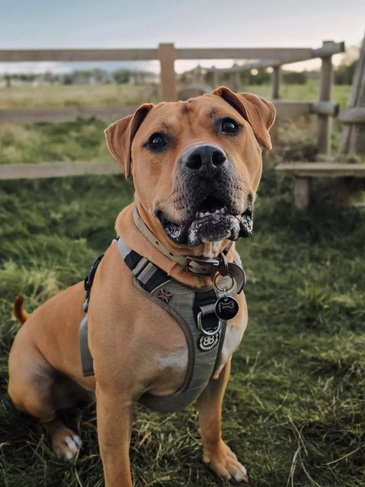 Amaris did some prrreeettttyyyyyy good training 💪 

I've not seen a dog pick up scentwork quite as quickly as she has for some time. Advanced skills all in progress, turning all the really important dog training skills into automatic behaviours take