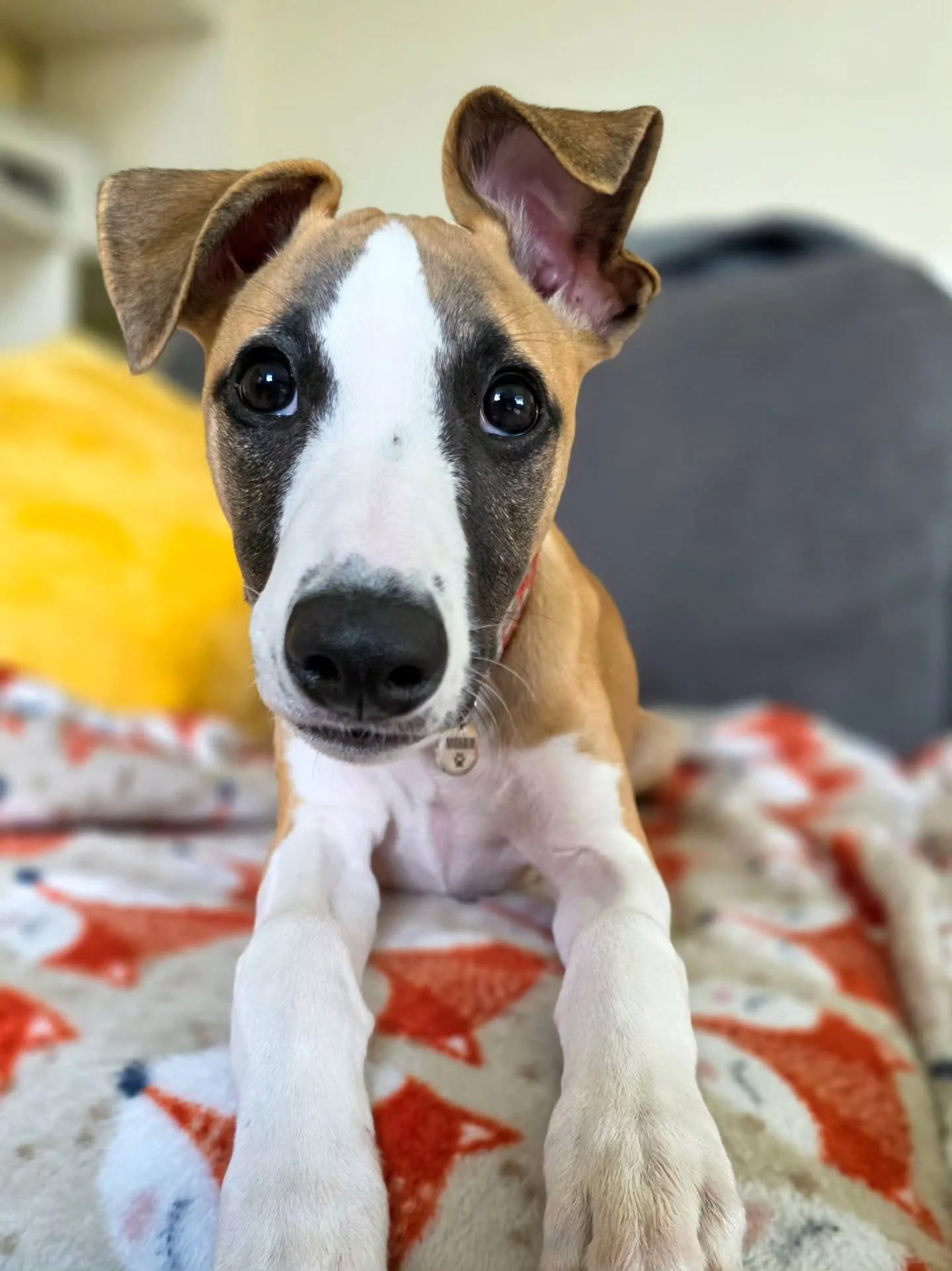 Far too many cute pics to just pick one. The ears, the head tilts, the makeup, that face! 😍

Cracking on with his puppy training after having his own little holiday last week. Rumour has it, Ozzy was a very, very good boy indeed! 🥳

He's learning h