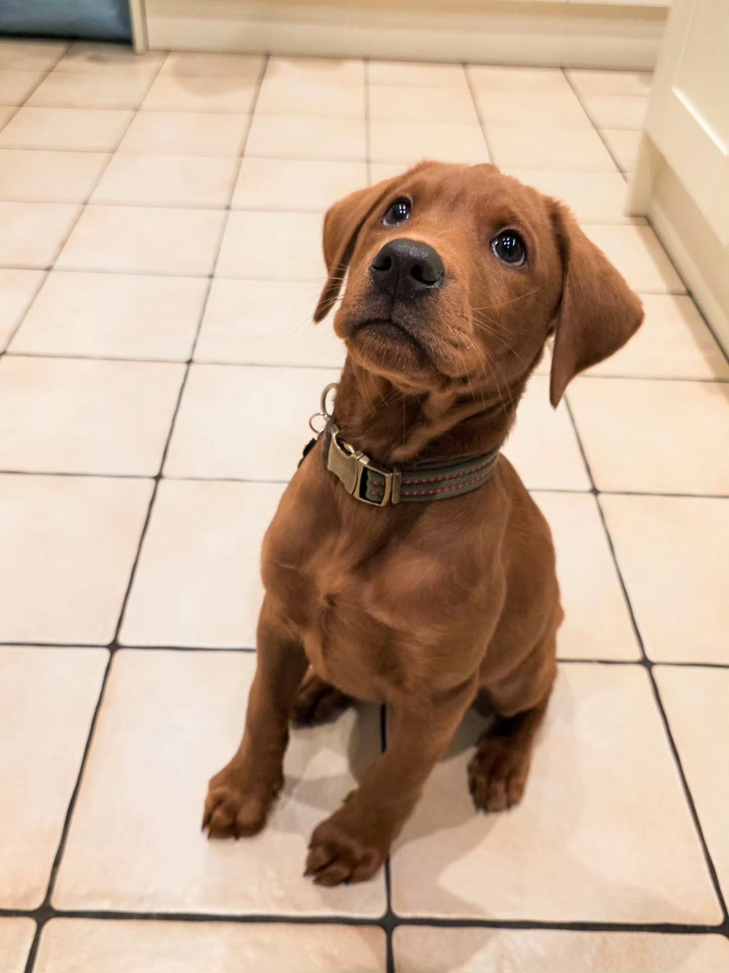 Meet Samson! 😍 I used to have a Samson and I've not come across another one since. Such a great name 🥰

This little busy working line boy is here for all his puppy training foundations. I say busy, that's putting it mildly. Work is top of the agend