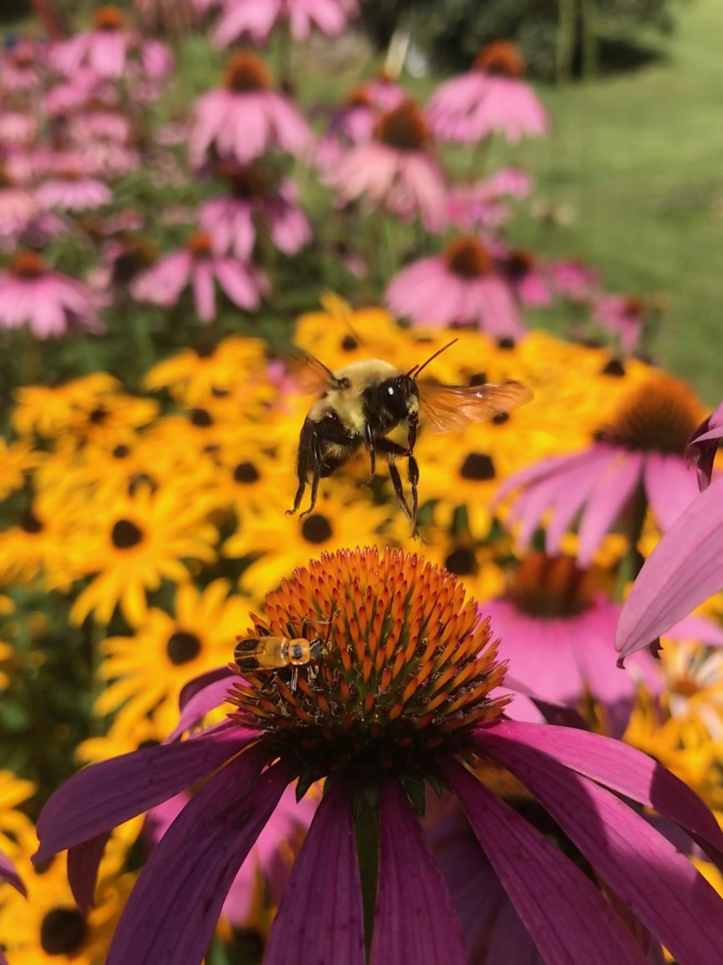 BRINGING BACK THE BLOG