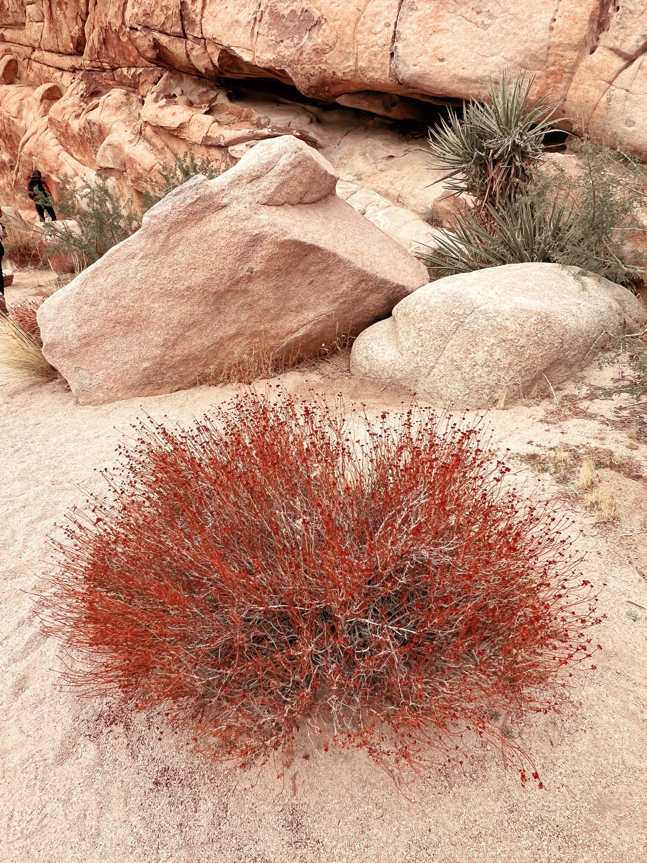 desert-plant-texture-california-nature.jpg