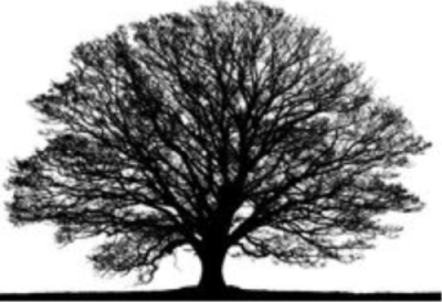 Annual HOA Dues