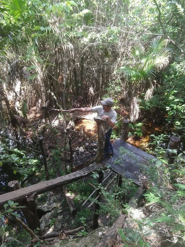 jungle.jpg