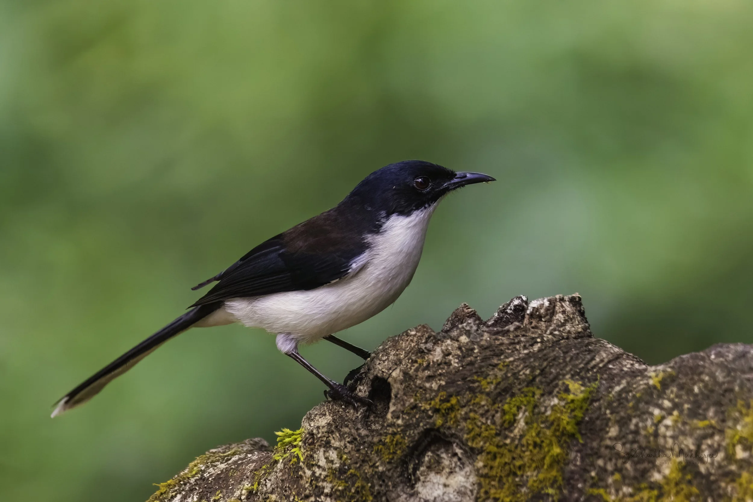 Dark-backed Sibia - Doi San Ju, Doi Pha Hom Pok National Park - WildArtWorks
