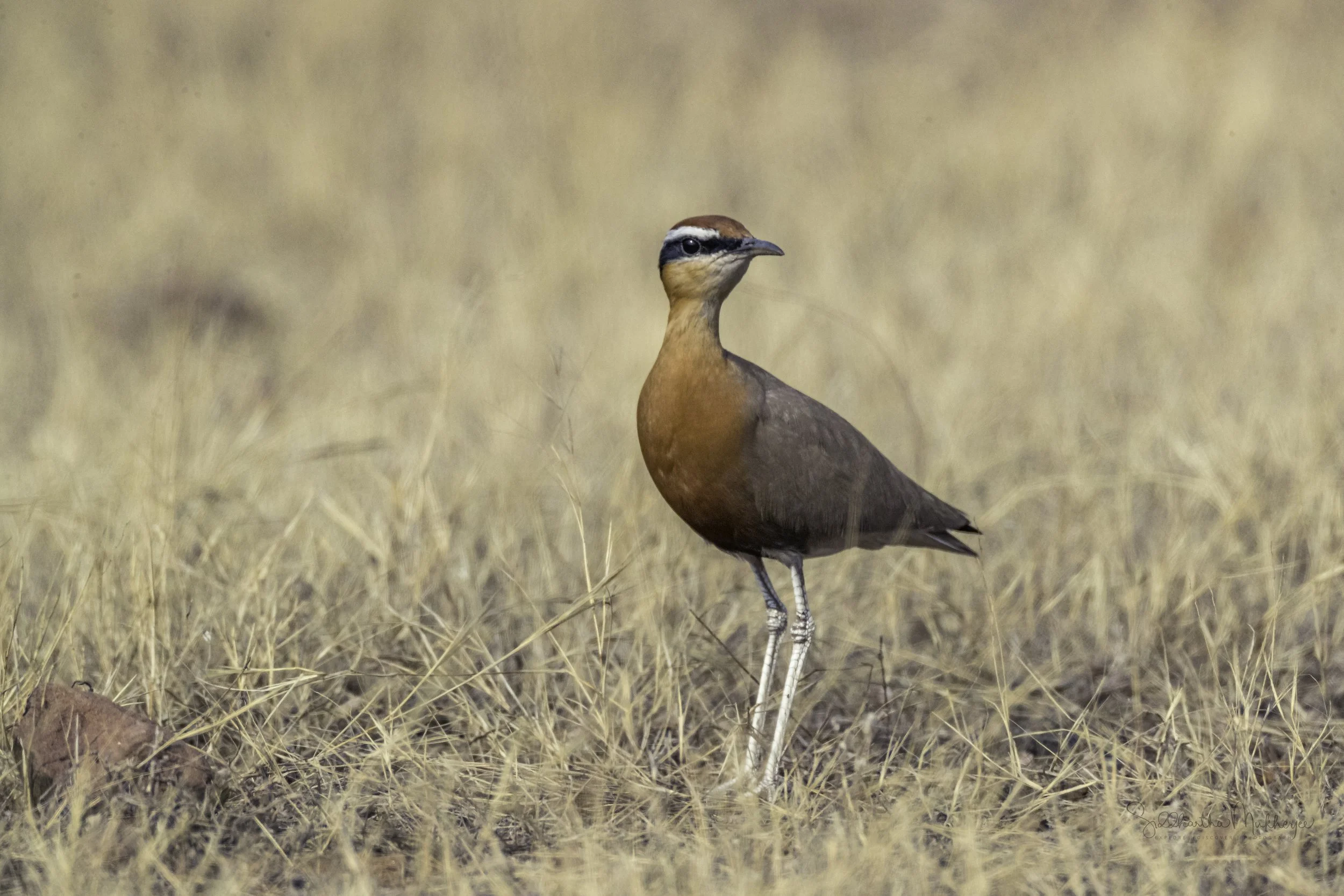 Indian Courser | Open Habitat Bird - Oct 2025 IUCN Red List Update: Near Threatened