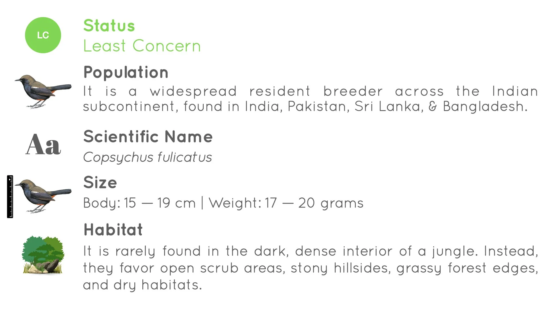 Indian Robin - Statistics - WildArtWorks