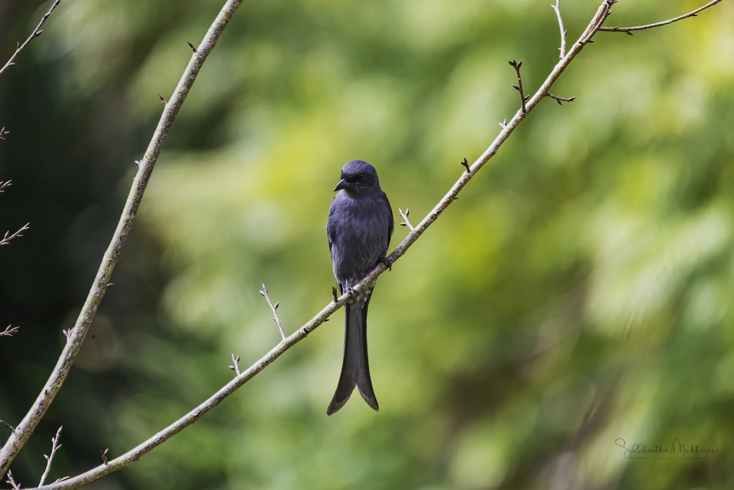 Ashy Drongo - Doi AngKhang, Chiang Mai - WildArtWorks