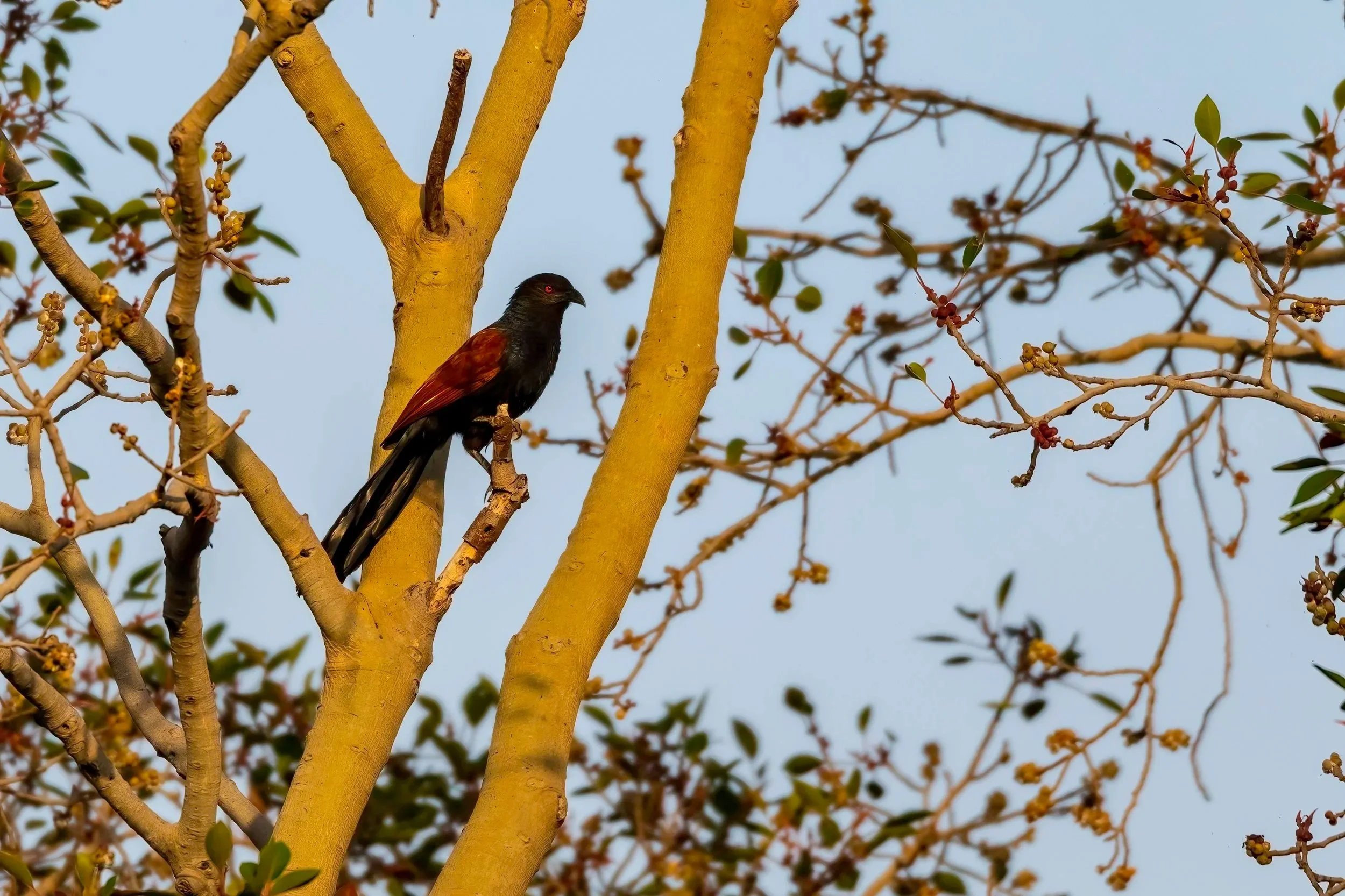 Greater Coucal - Chincholi Wildlife Sanctuary/ Chandrampally Reservoir - WildArtWorks