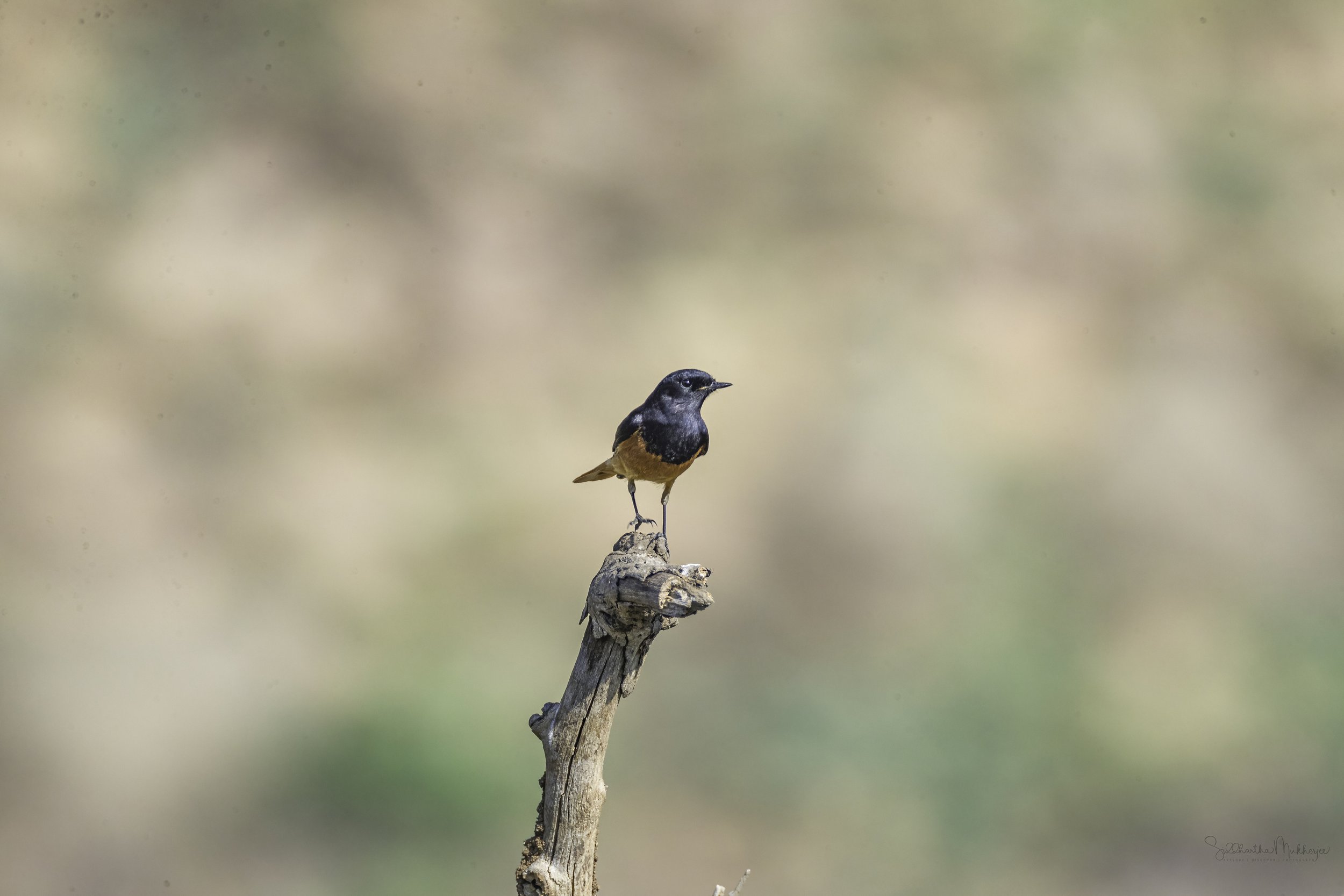 Black Redstart - WildArtWorks