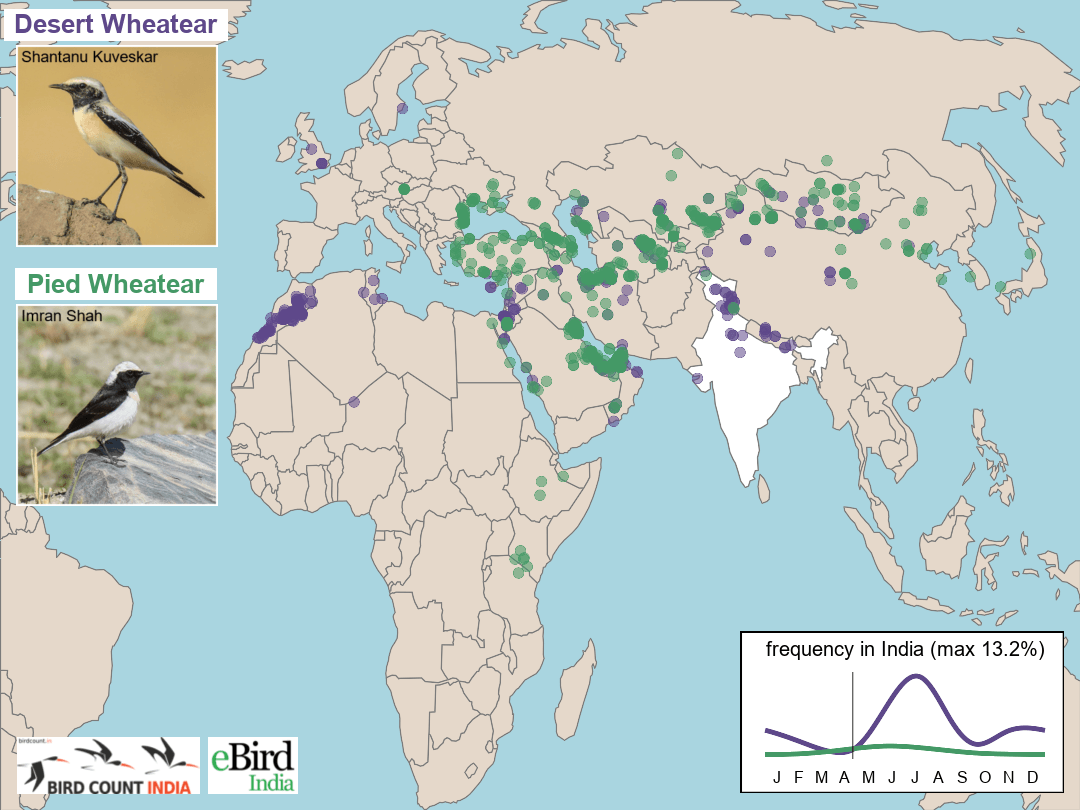 Desert Wheatear - Migration Map - WildArtWorks