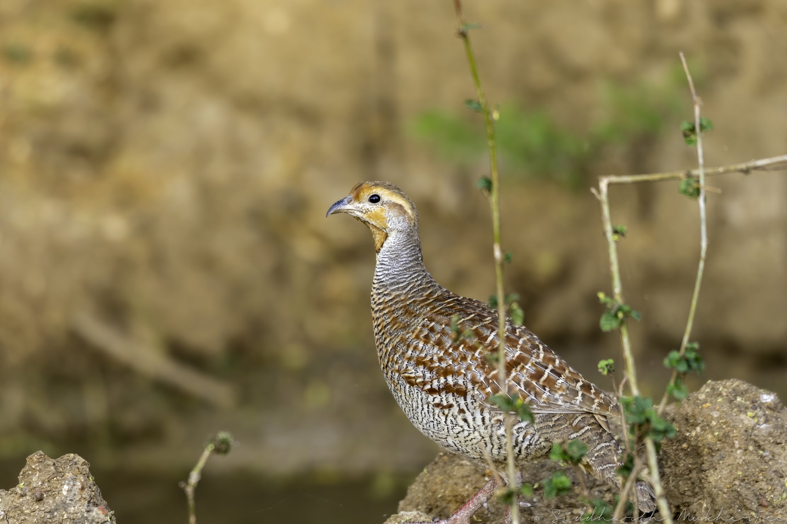Grey Francolin/ Teetar - Manjira Wildlife Sanctuary - WildArtWorks