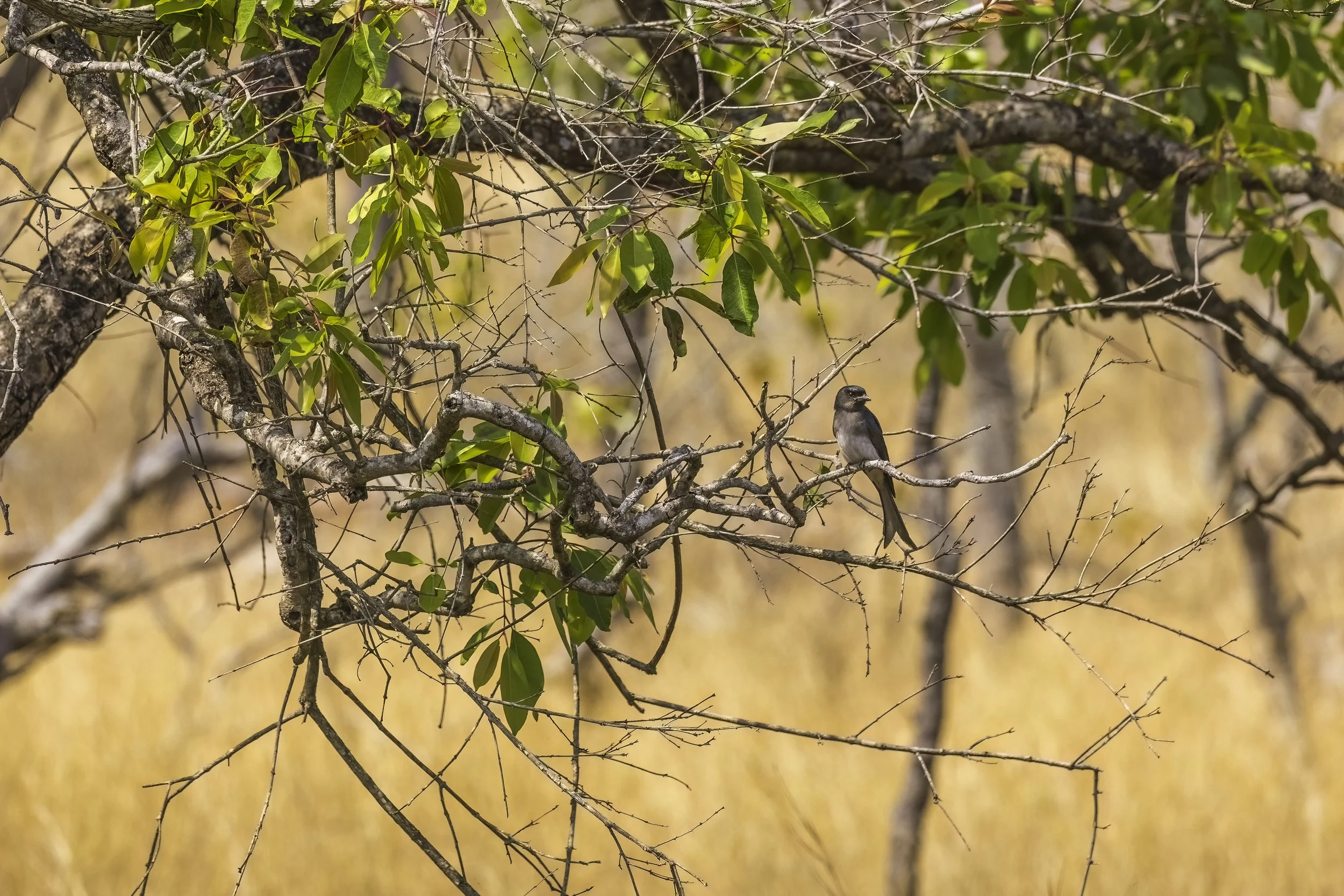 White-bellied Drongo - Amrabad Tiger Reserve - WildArtWorks