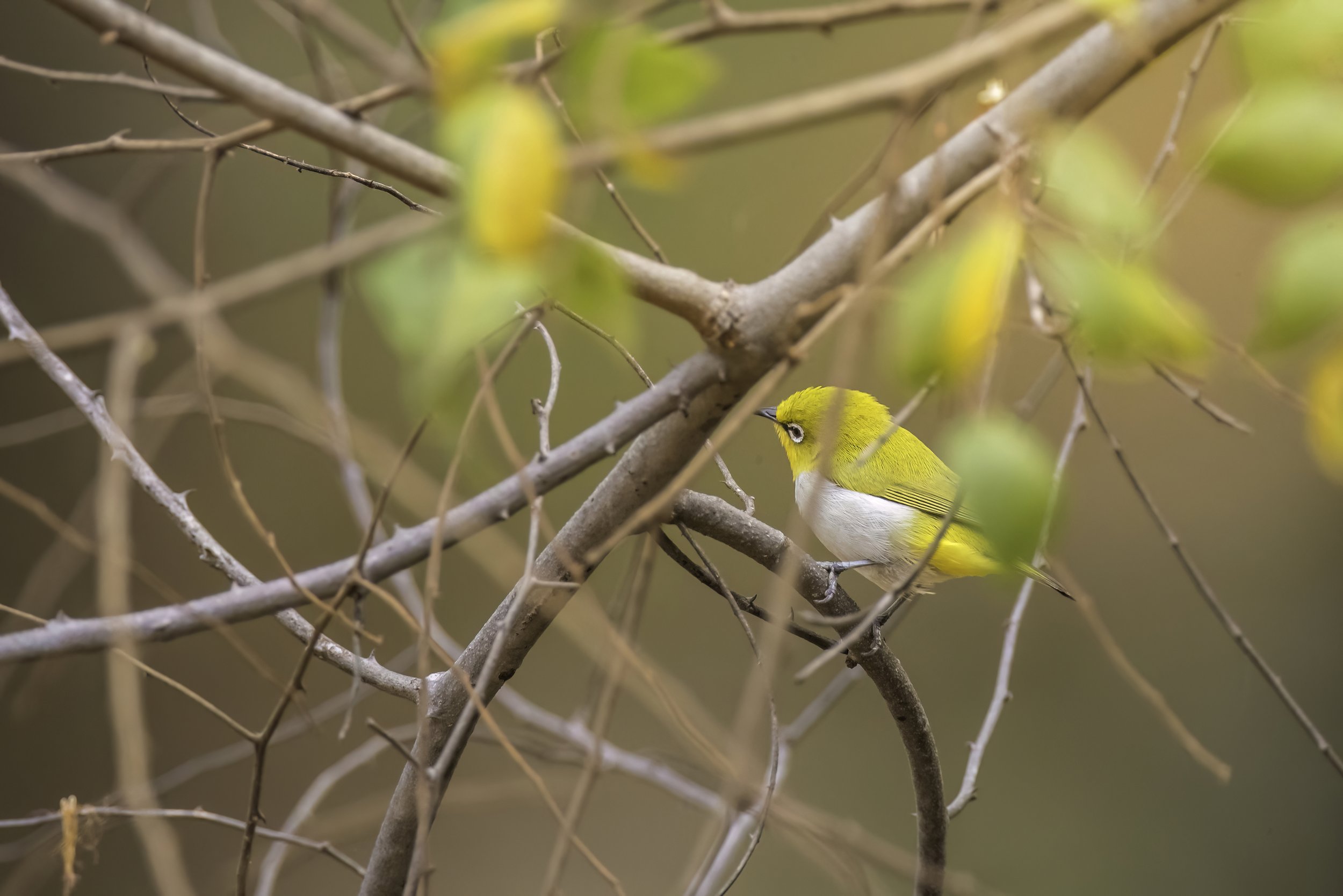 Indian/ Oriental White-eye - Ananthagiri Forest Range - WildArtWorks