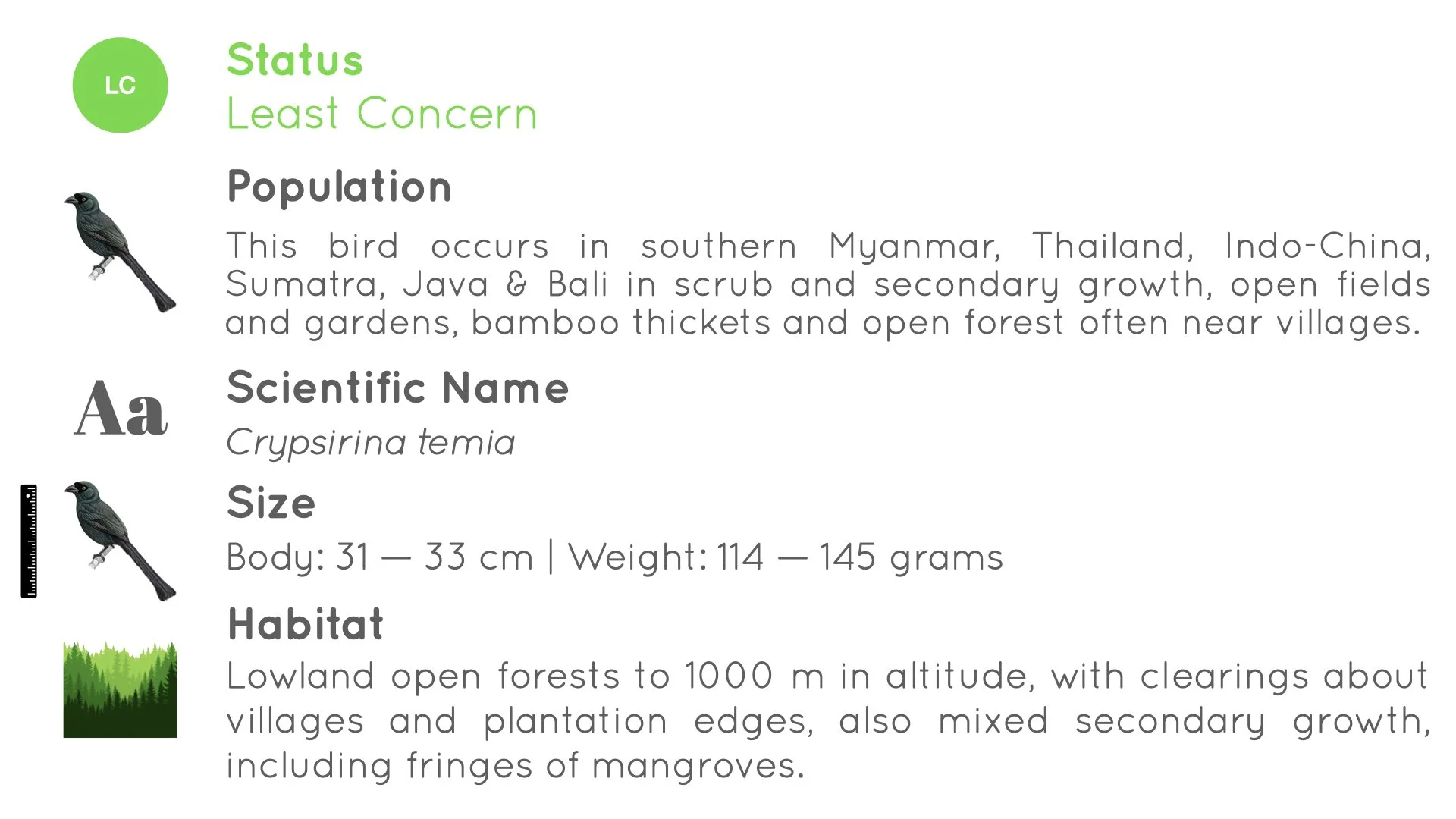 Racket-tailed Treepie - Statistics - WildArtWorks