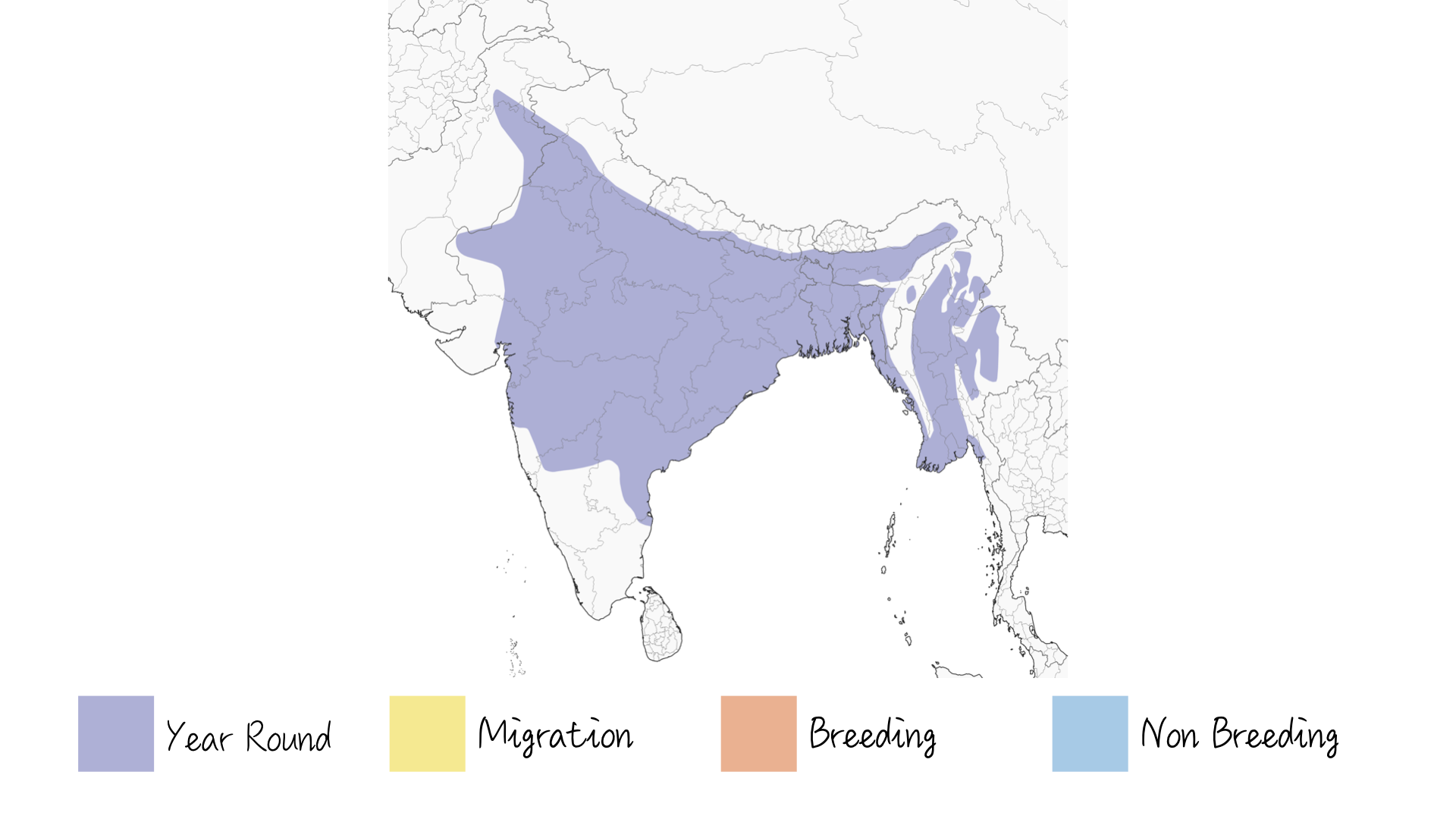 Indian Pied Myna/ Asian Pied Starling - Range & Distribution - WildArtWorks