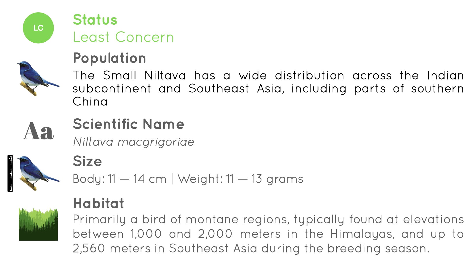 Small Niltava - Statistics - WildArtWorks
