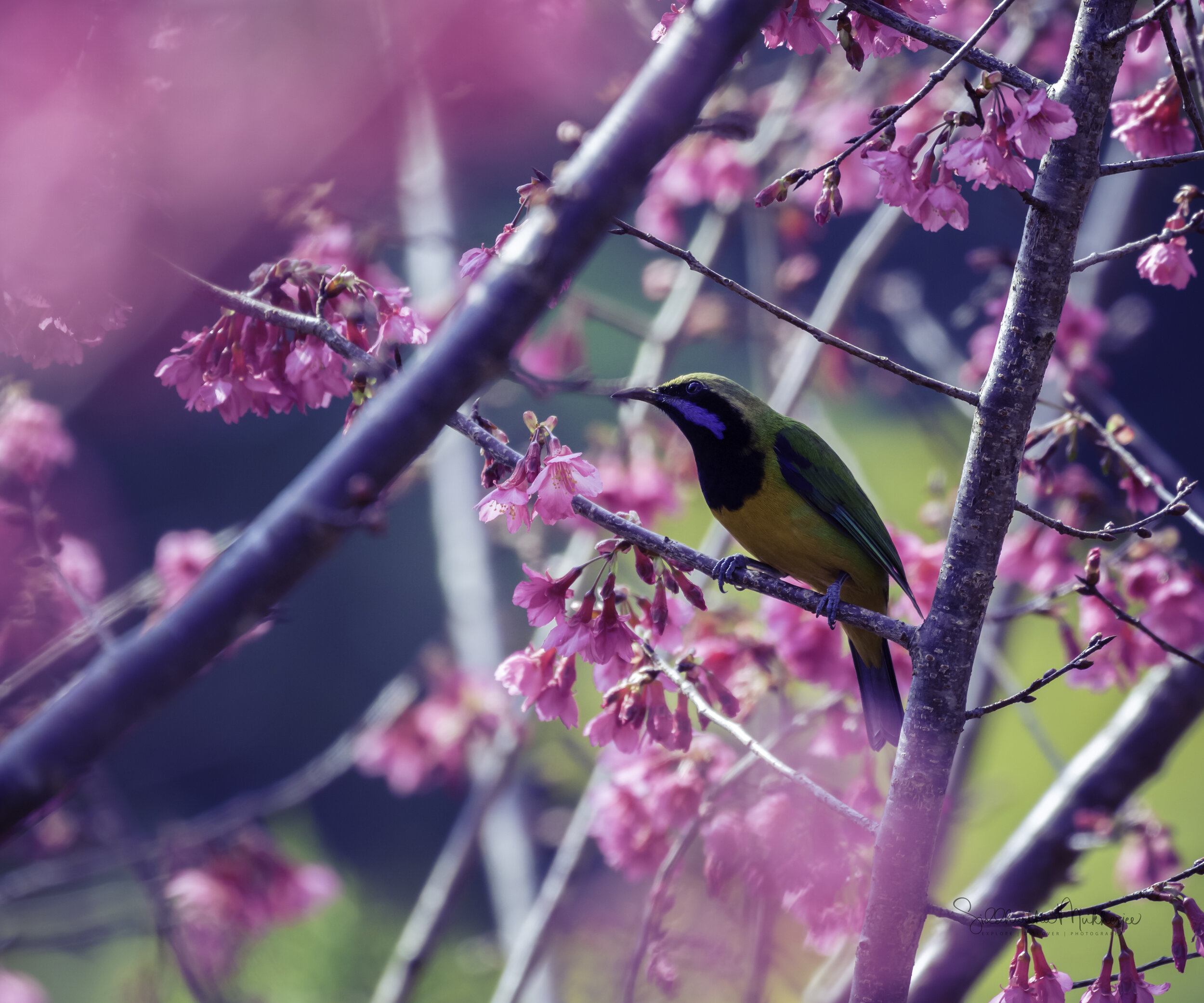  Orange-bellied Leafbird  Published on the National Geographic  blog  by Steve Boyes &amp; the WIld Bird Trust, Okavango Delta  Featured again on the Wild Bird Trust  Instagram  stream 