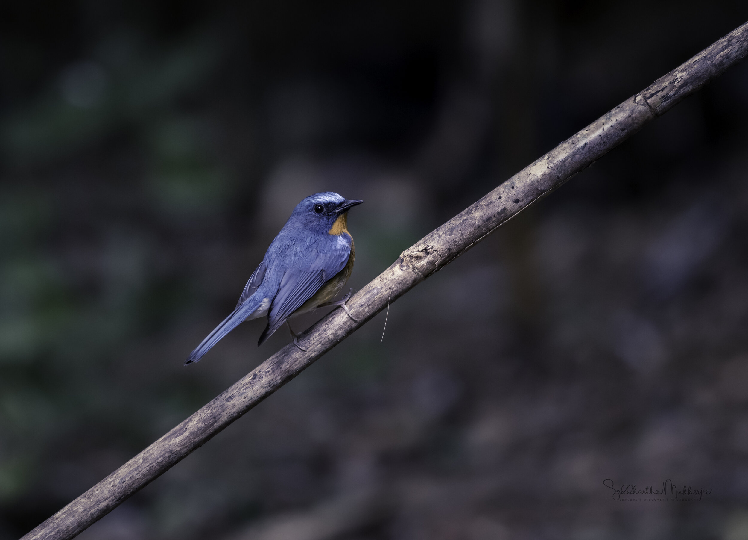   Hill Blue Flycatcher  (Male)  Click on the photo to read about the Old World Flycatchers 