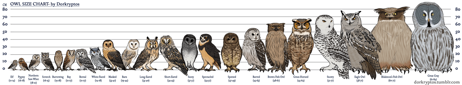 Blakiston s Fish Owl WildArt Works Wildlife Photographer blakiston-s-fish-owl-wildart-works-wildlife-photographer