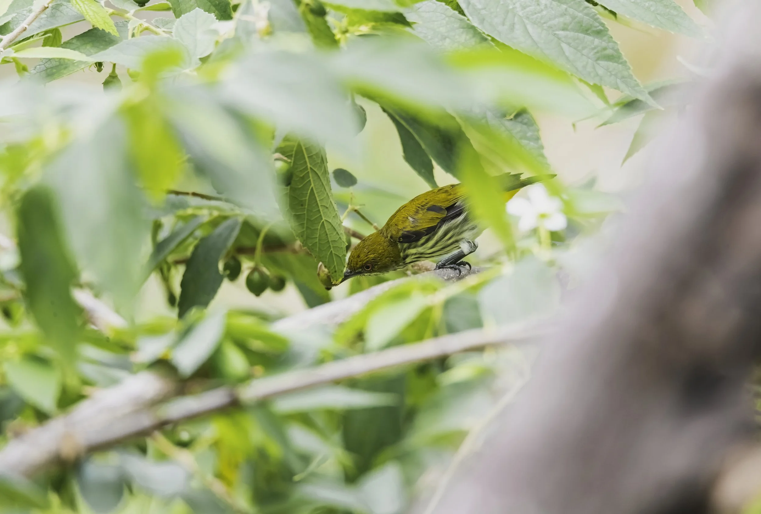 Yellow-vented Flowerpecker - Kaeng Krachan National Park - WildArtWorks