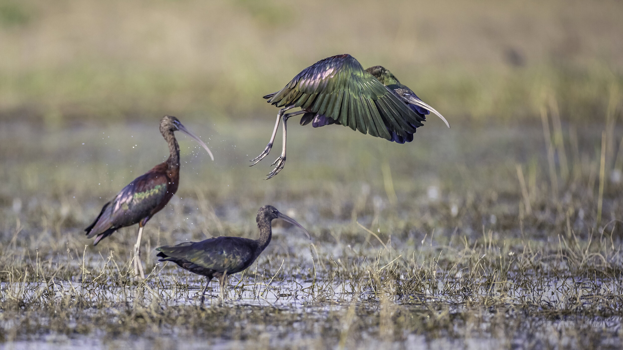 Glossy Ibis