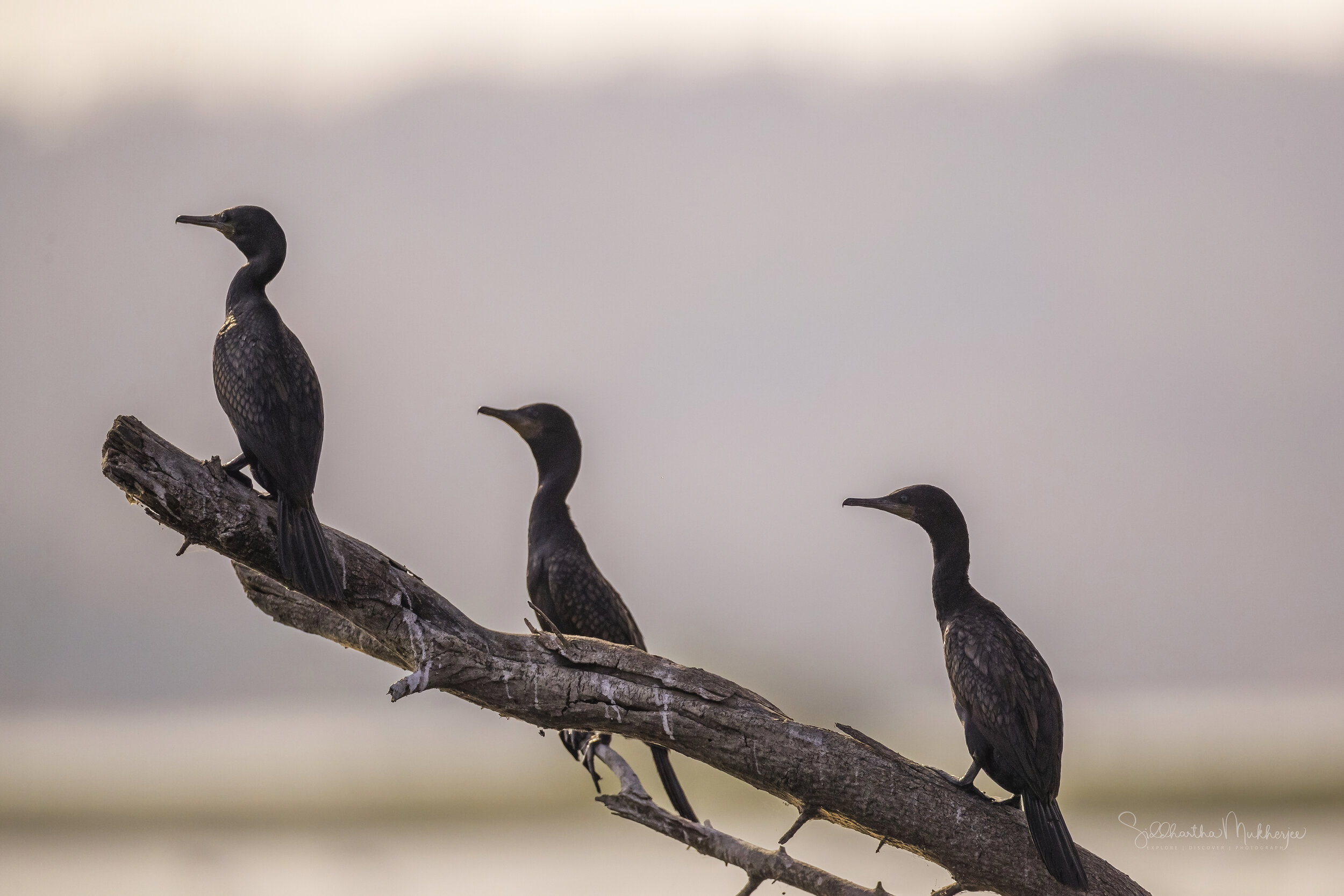 Indian Cormorant or Indian Shag