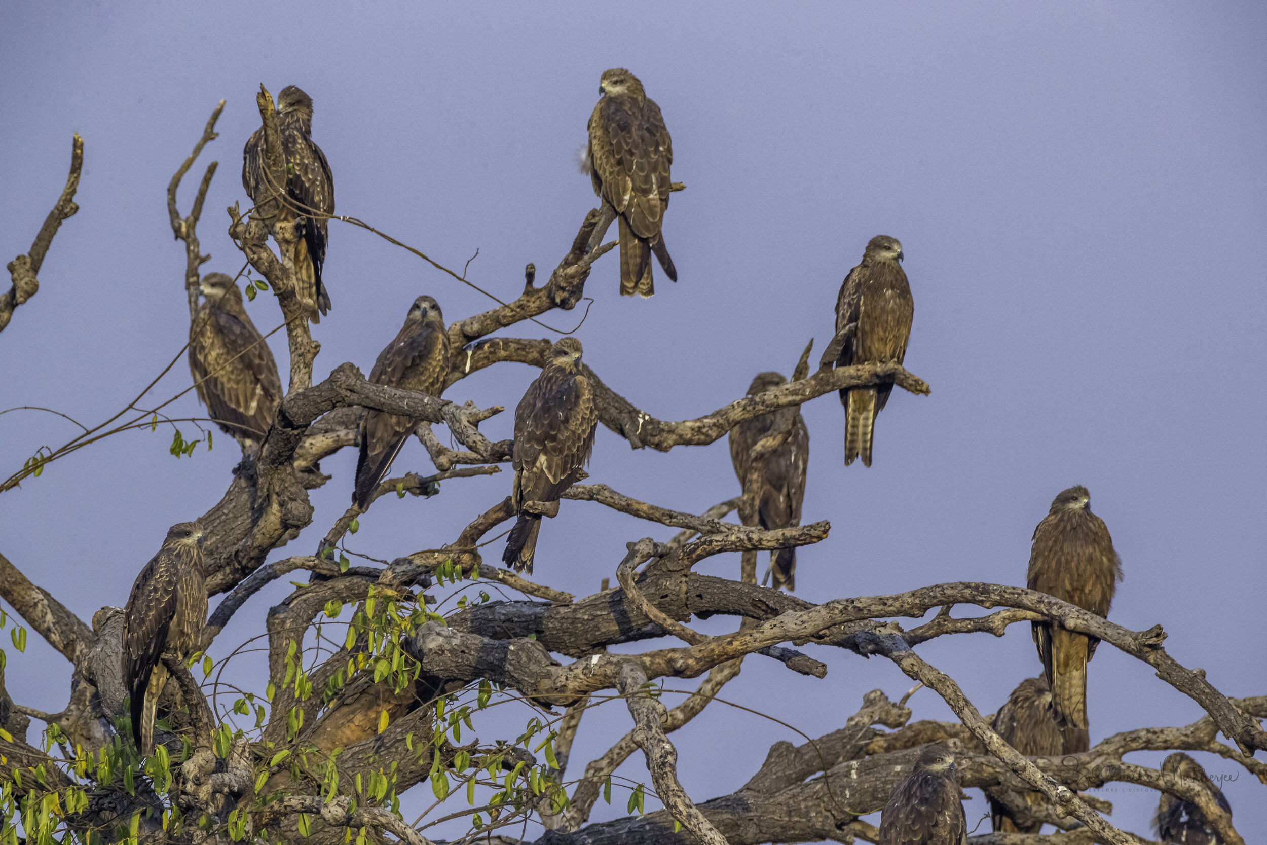 Black Kites