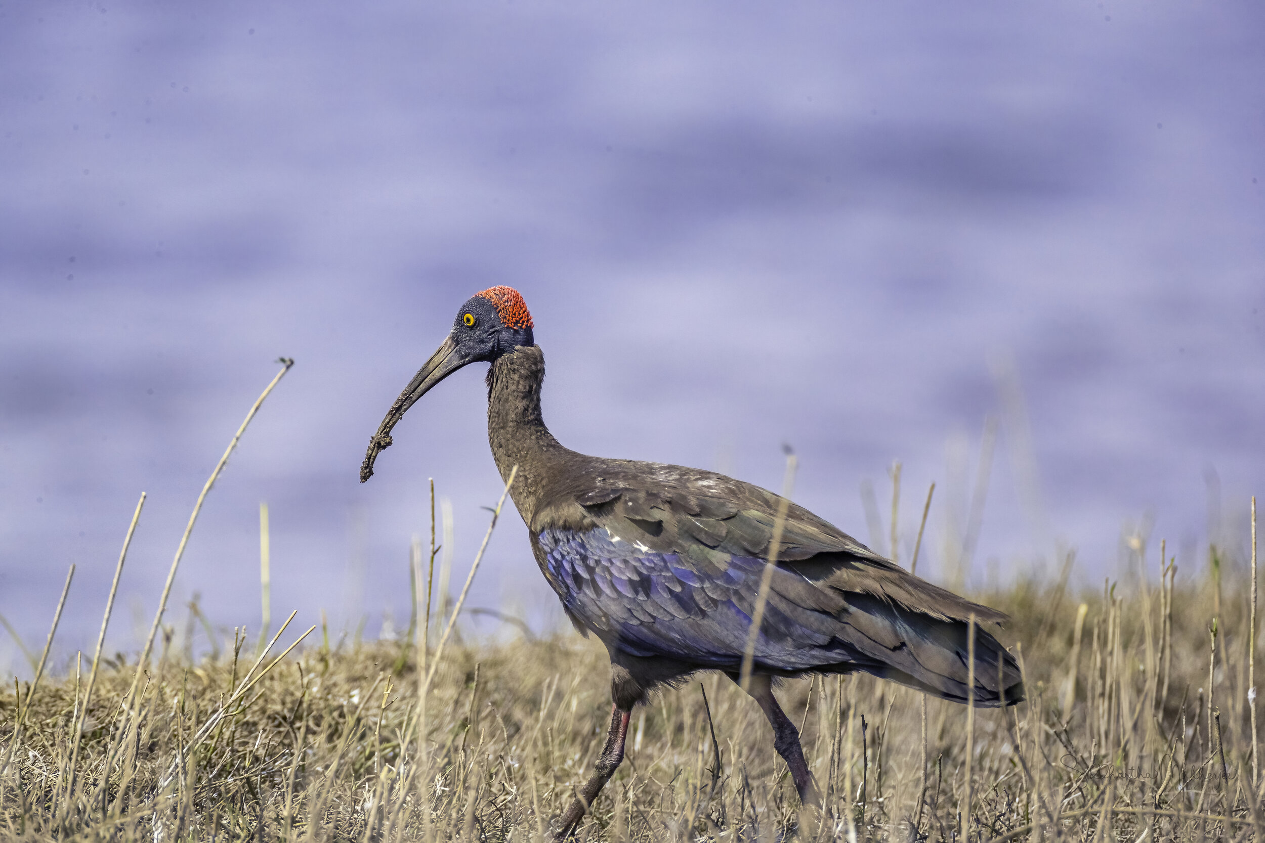 Red-naped Ibis