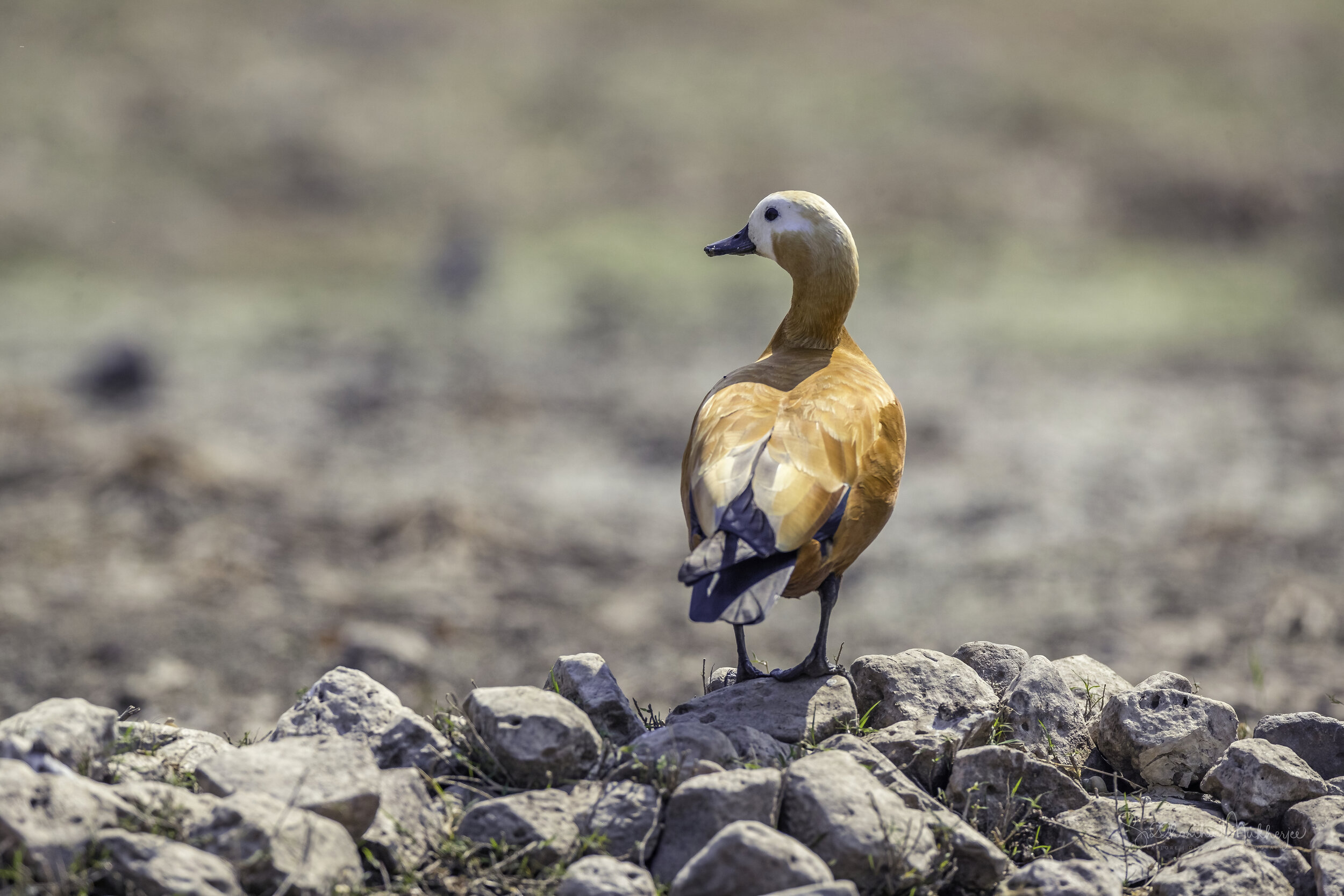 Ruddy Shelduck