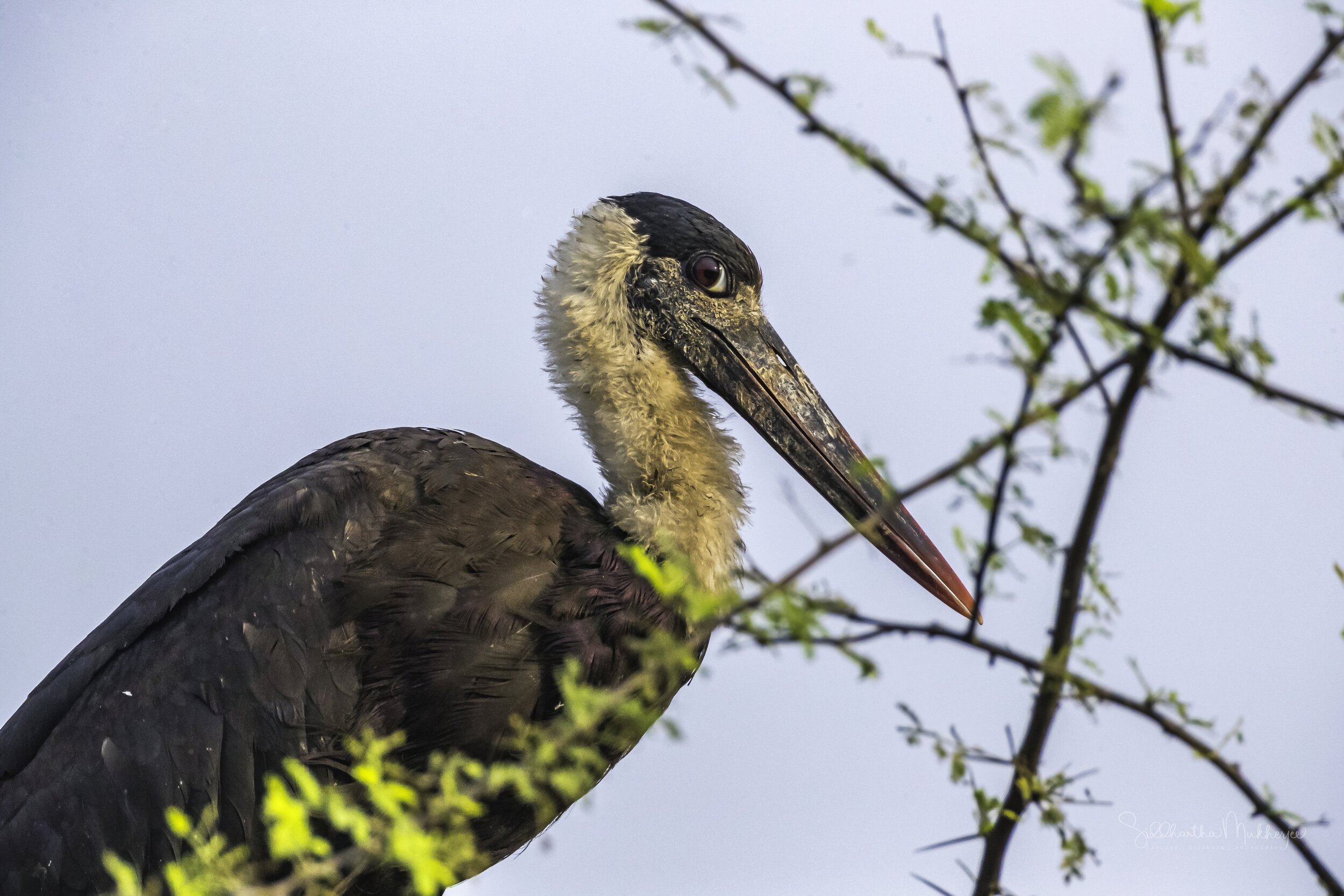 Wooly-necked Stork