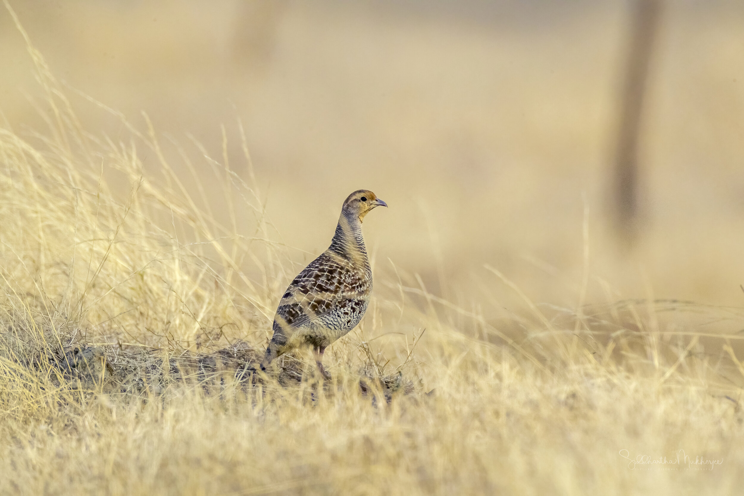 Grey Francolin