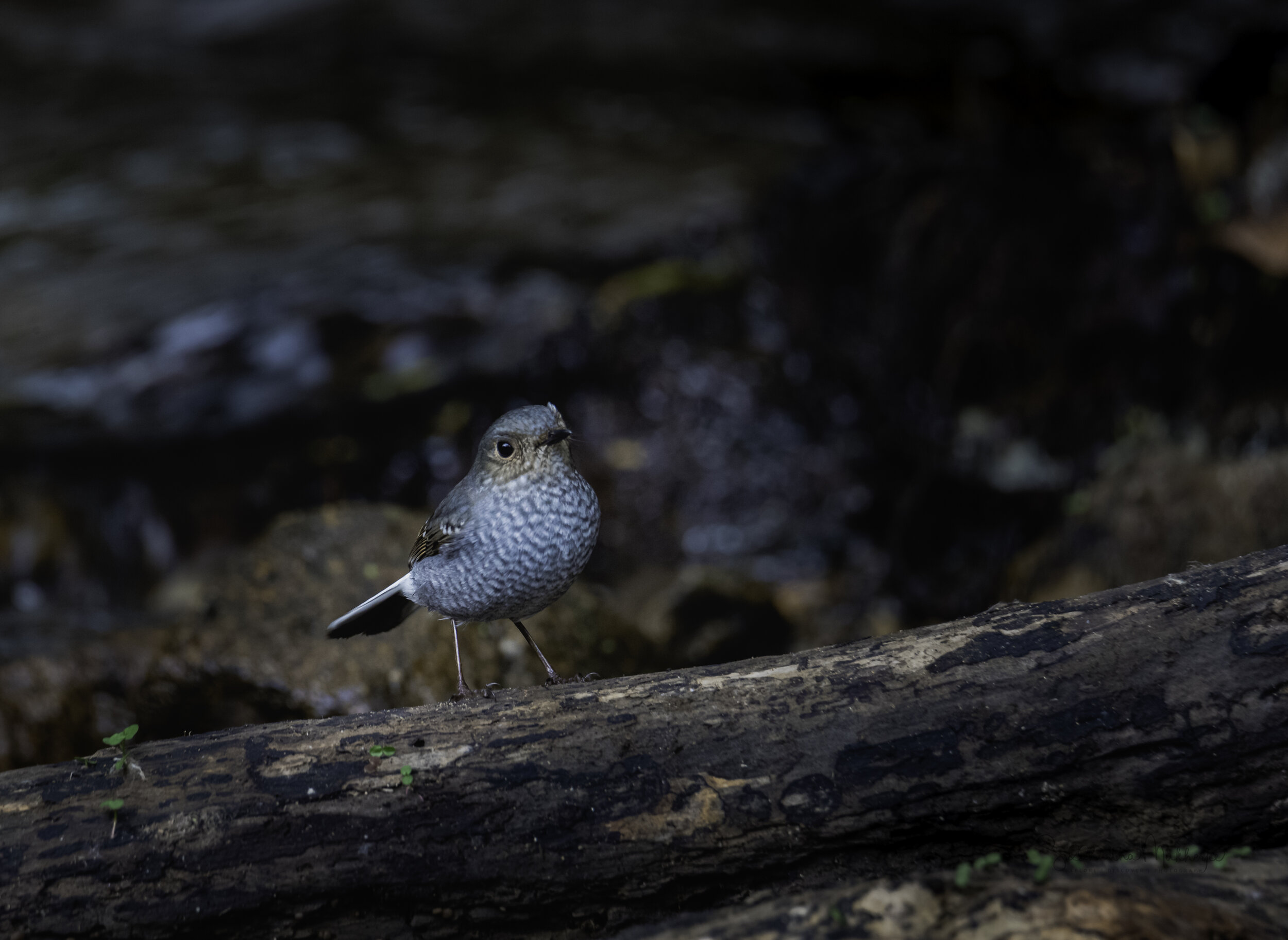  Plumbeous Water Redstart (Female)  Click on the photo to read about the Redstarts 