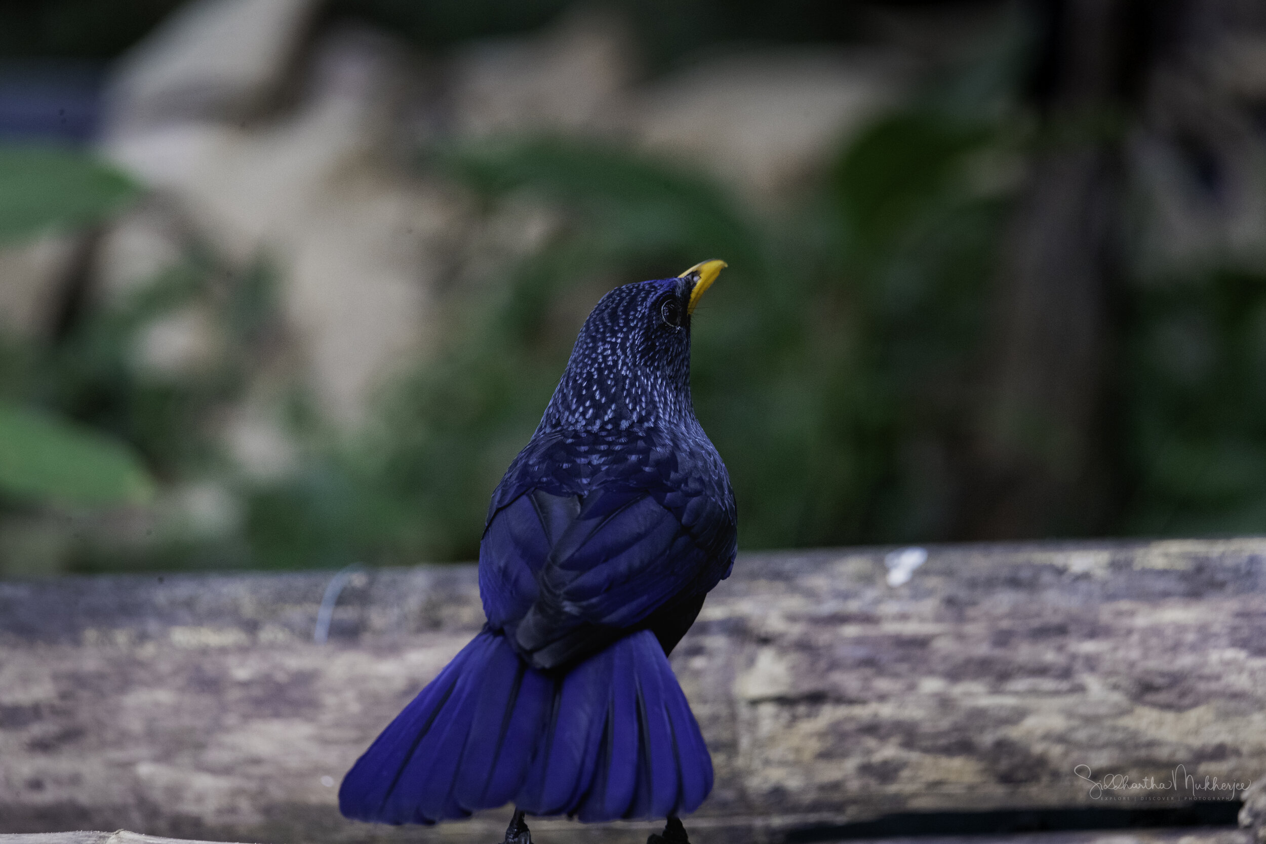   Blue Whistling Thrush  (yellow billed nominate)  Click on the photo to read about the whistling schoolboy of the forests.  