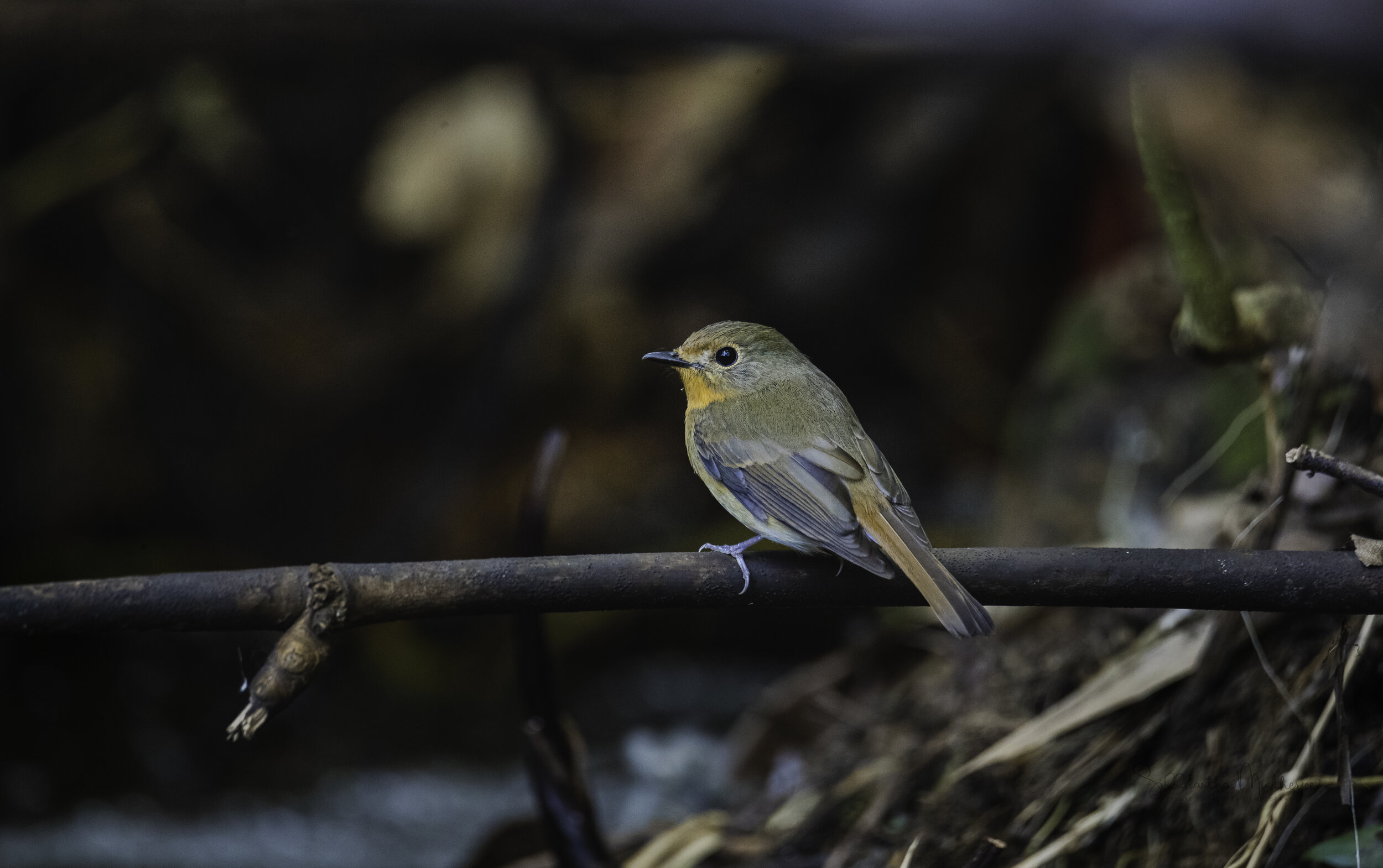   Hill Blue Flycatcher  (Female)  Click on the photo to read about the Old World Flycatchers 