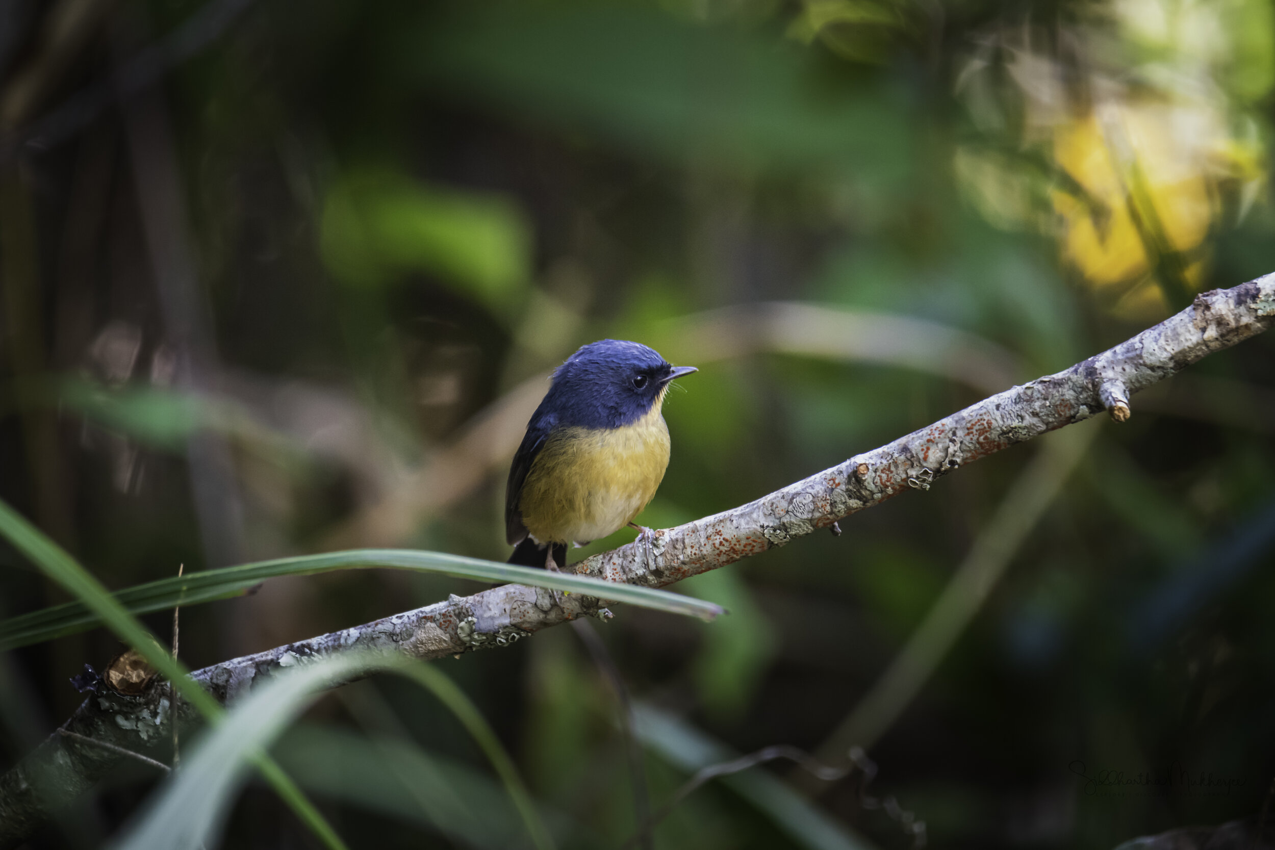  Slaty-blue Flycatcher (Male)  Click on the photo to read about the Old World Flycatchers 