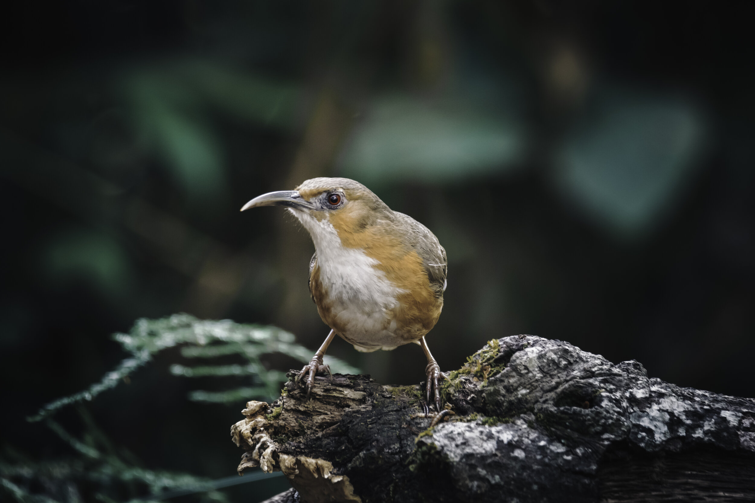  Rusty-cheeked Scimitar Babbler  Click on the image to read about the Old World Babblers 