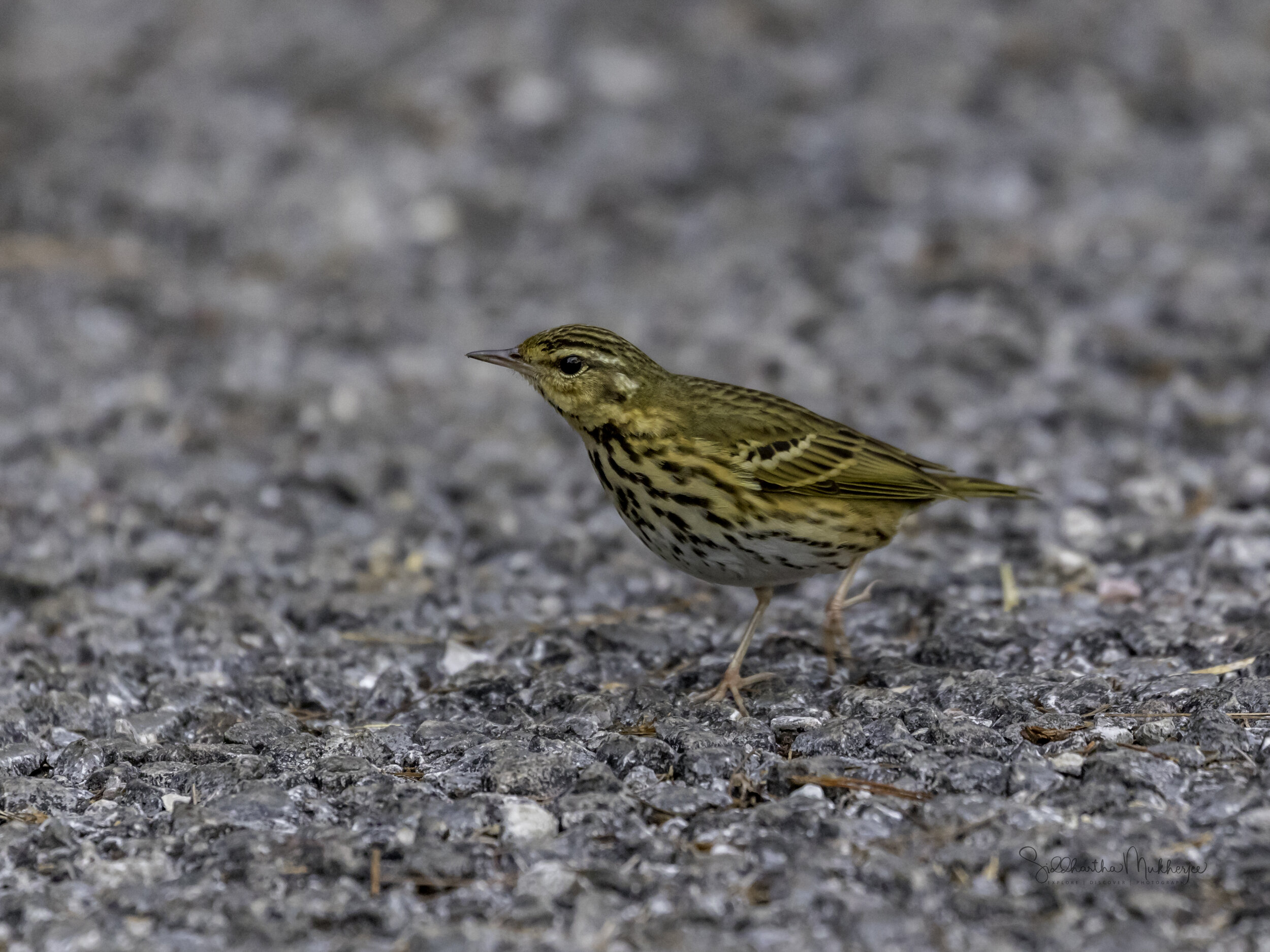   Olive-backed Pipit  