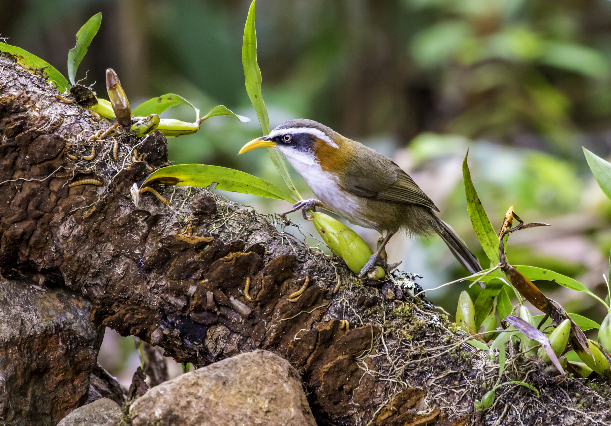  White-browed Scimitar Babbler  Click on the image to read about the Old World Babblers 