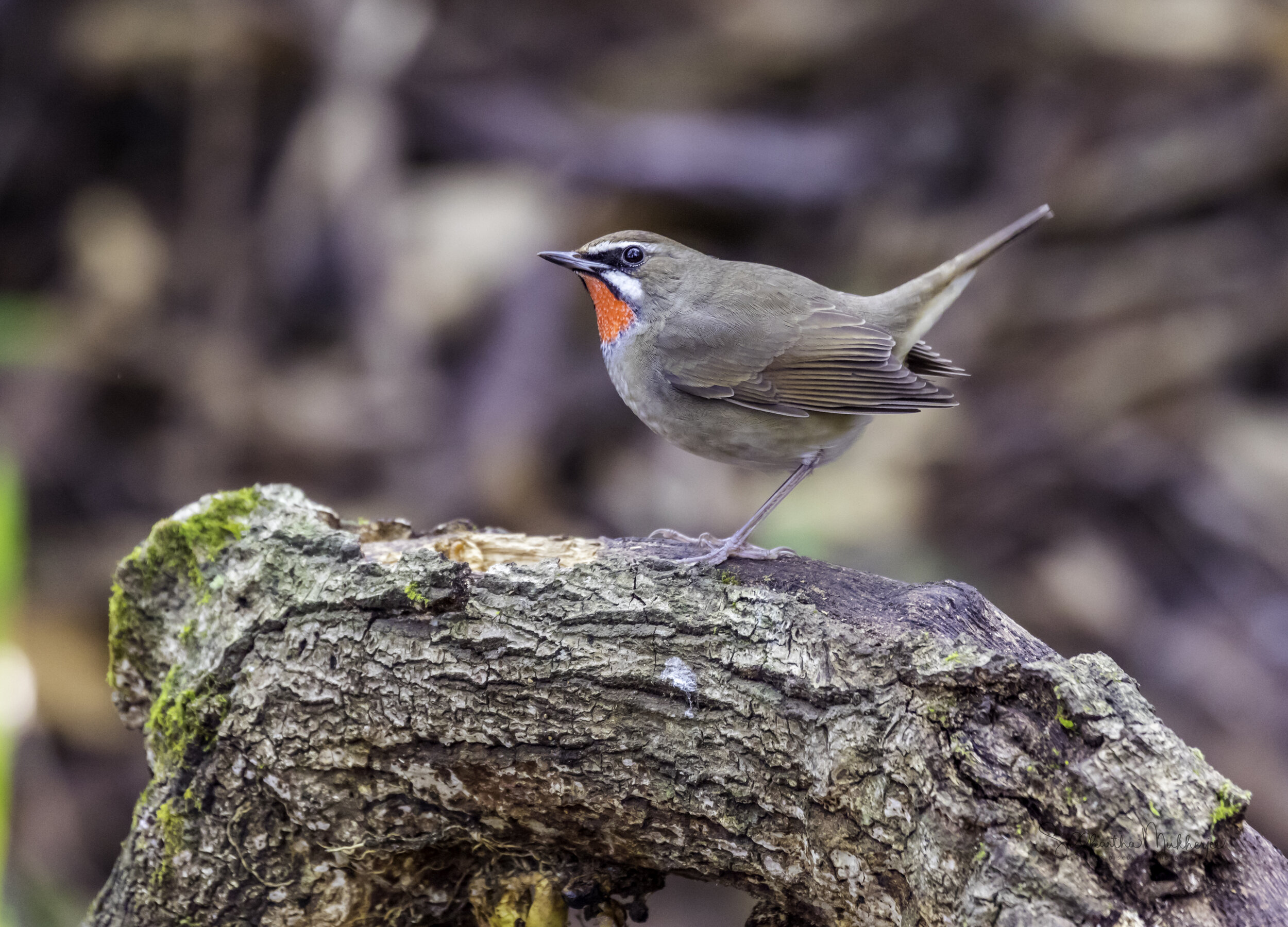   Siberian Rubythroat   Click on the image to read about the Old Wold Flycatchers 