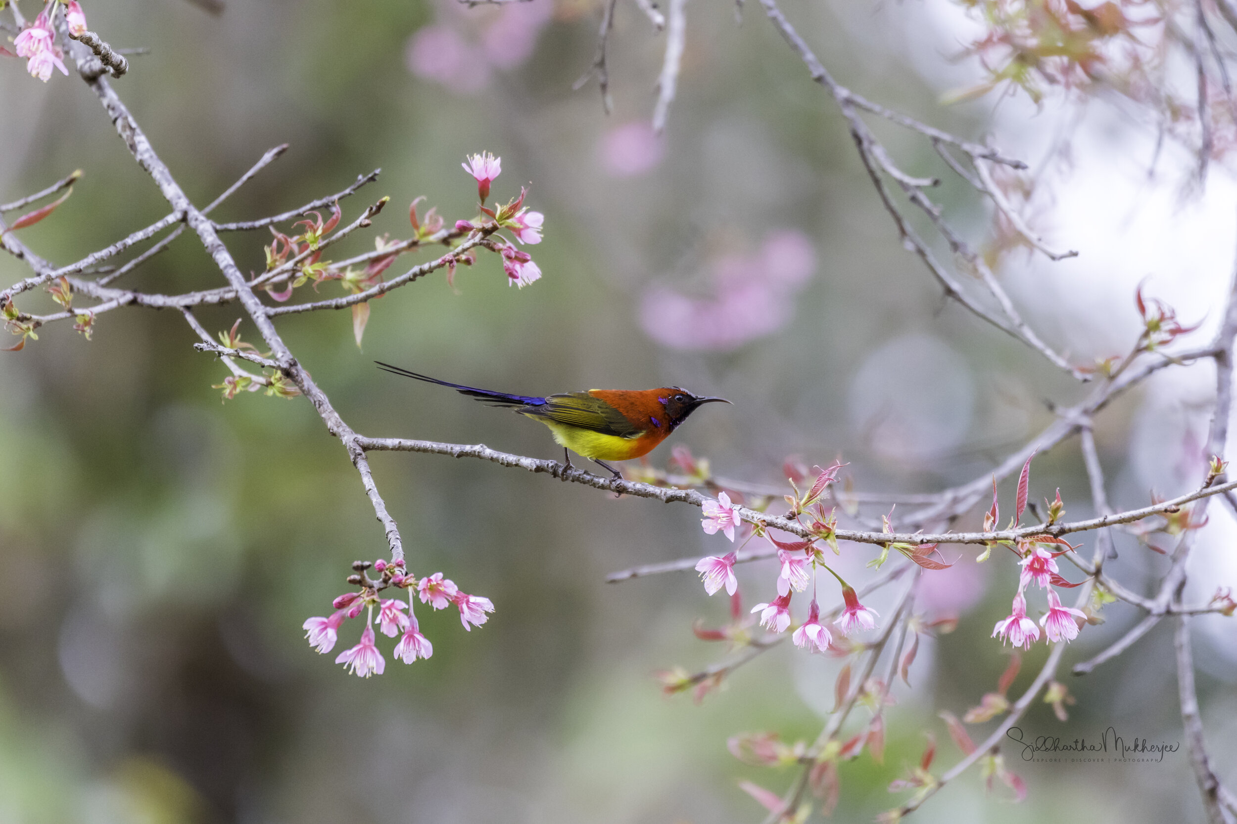   Mrs. Gould’s Sunbird  