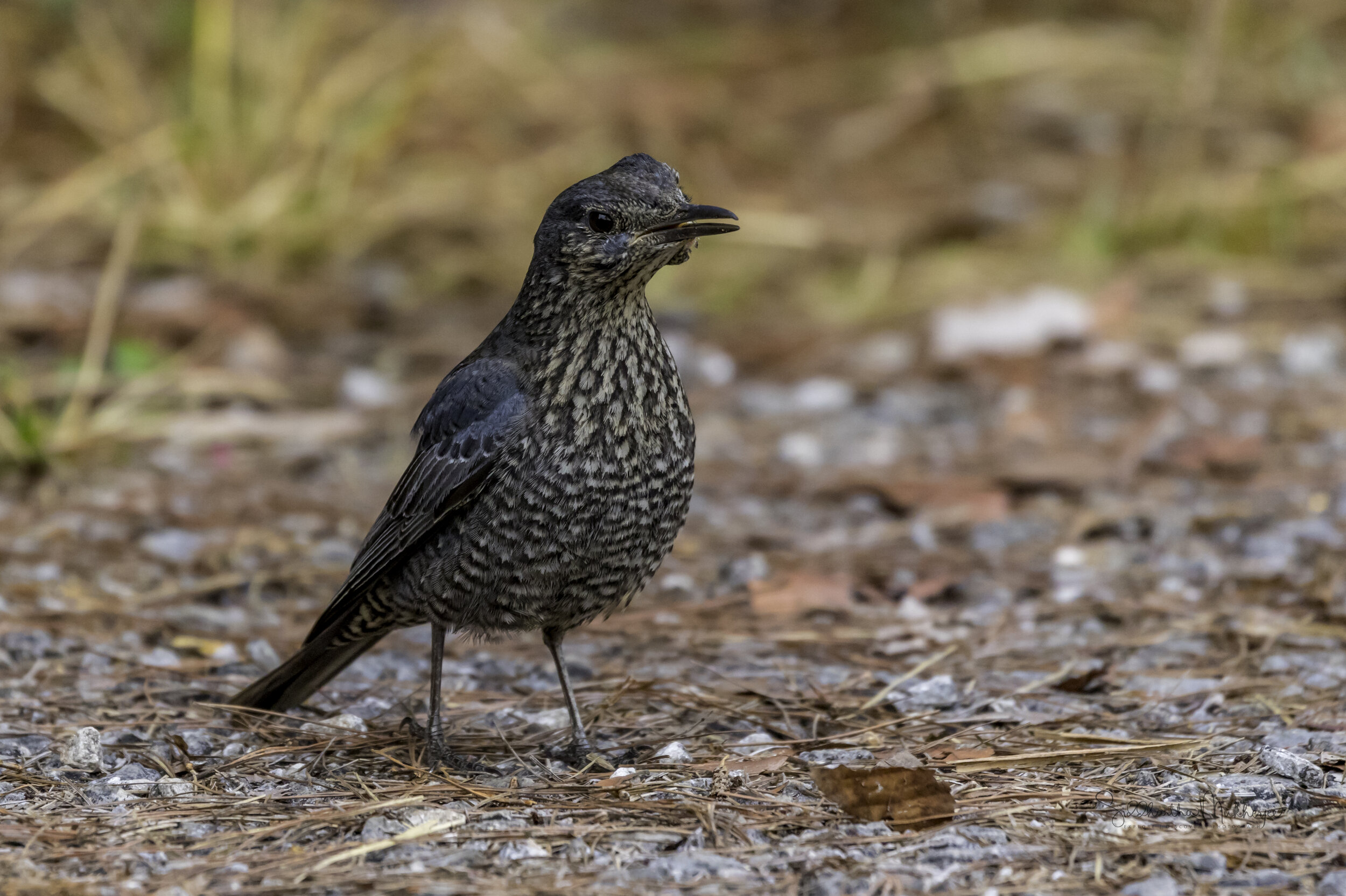  Blue Rock Thrush (Female)  This bird had some infection on its right side causing a swelling over its eye.  