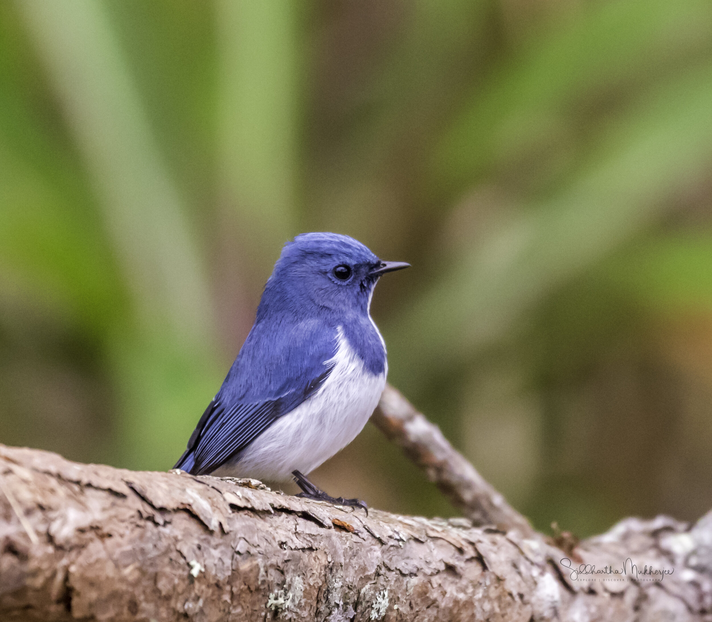   Ultramarine Flycatcher   Click on the image to read about the Old Wold Flycatchers 