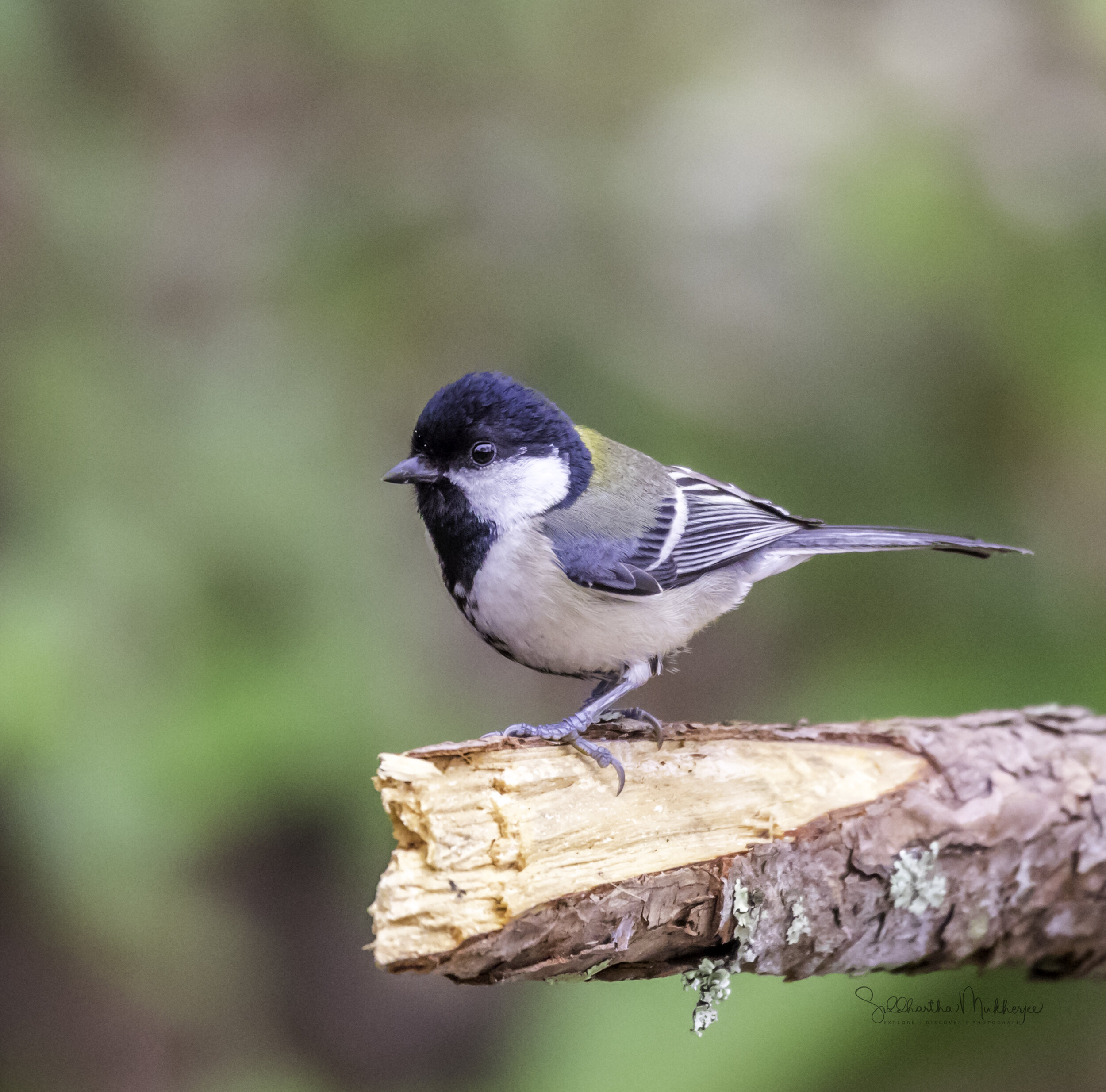  Japanese Tit 