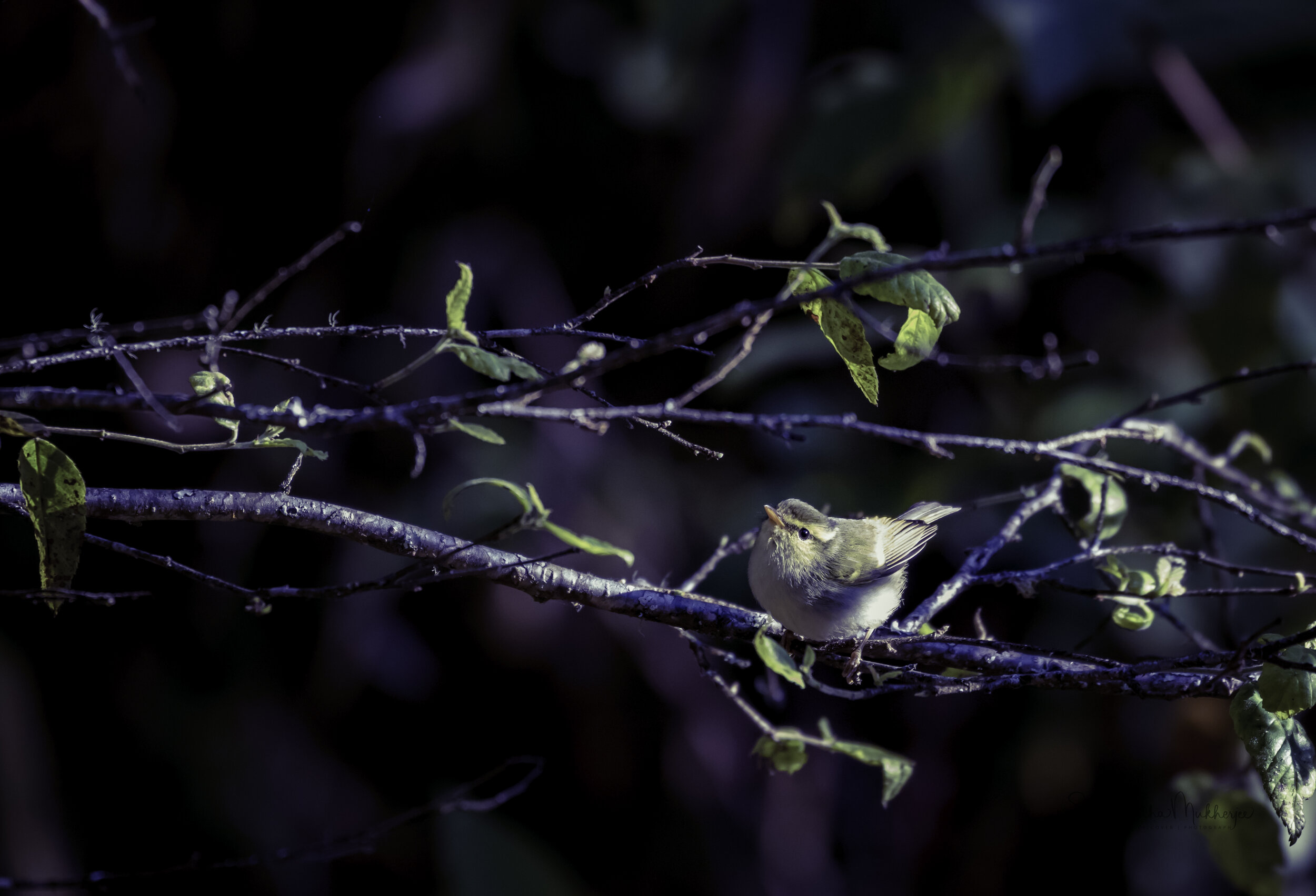  Buff-barred Warbler 