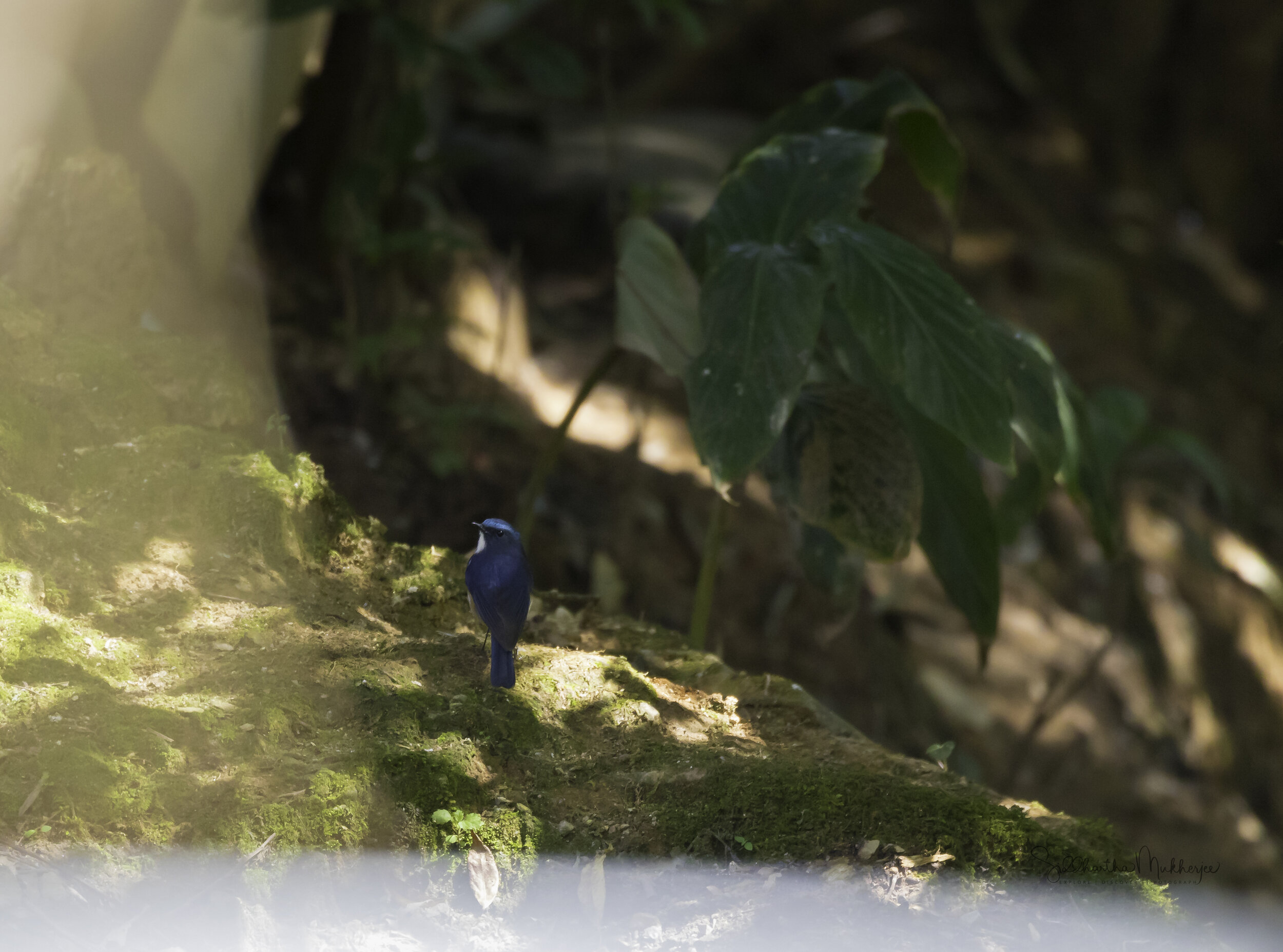   Himalayan Bluetail  (Male) 