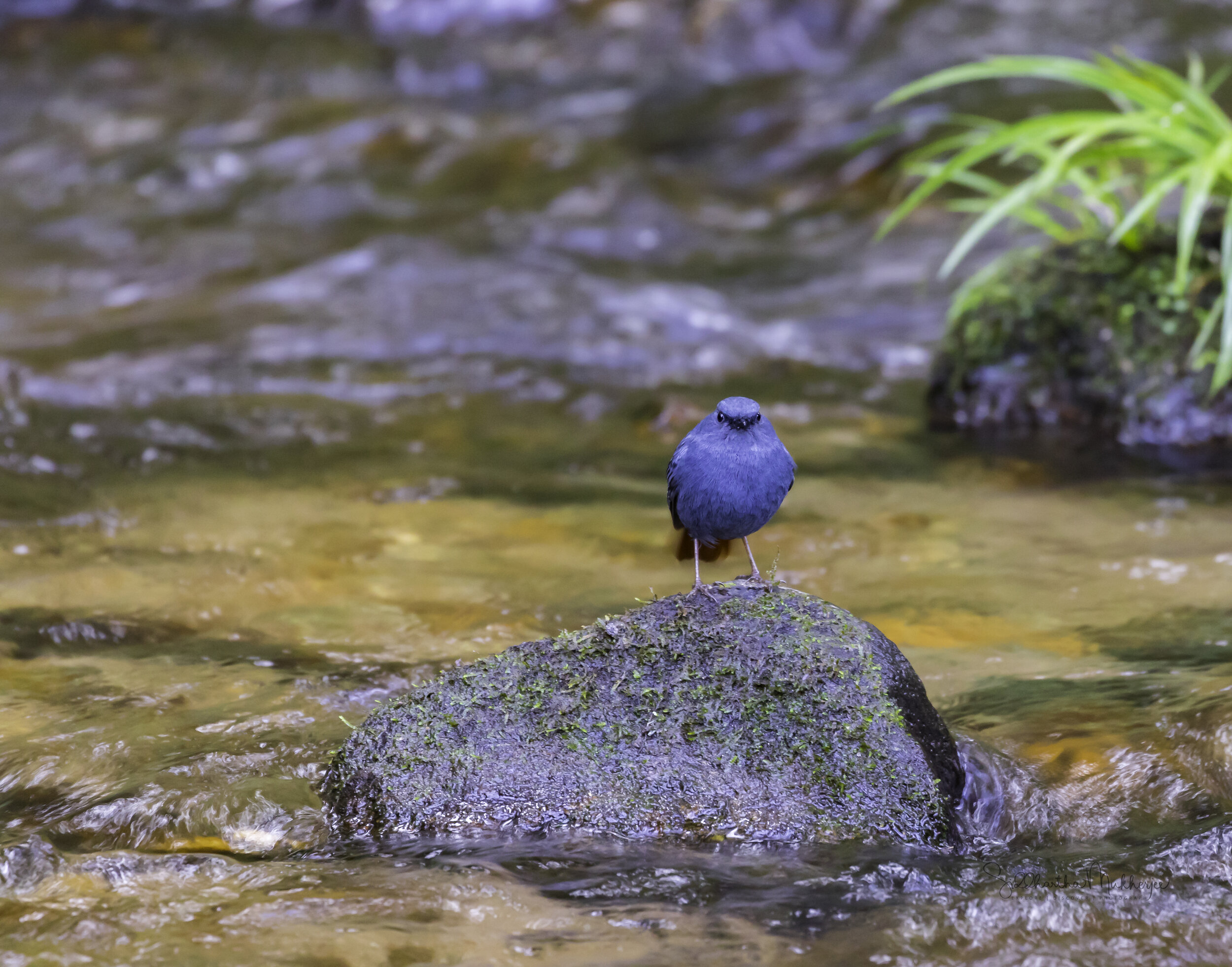  Plumbeous Water Redstart  Click on the photo to read about the Redstarts 