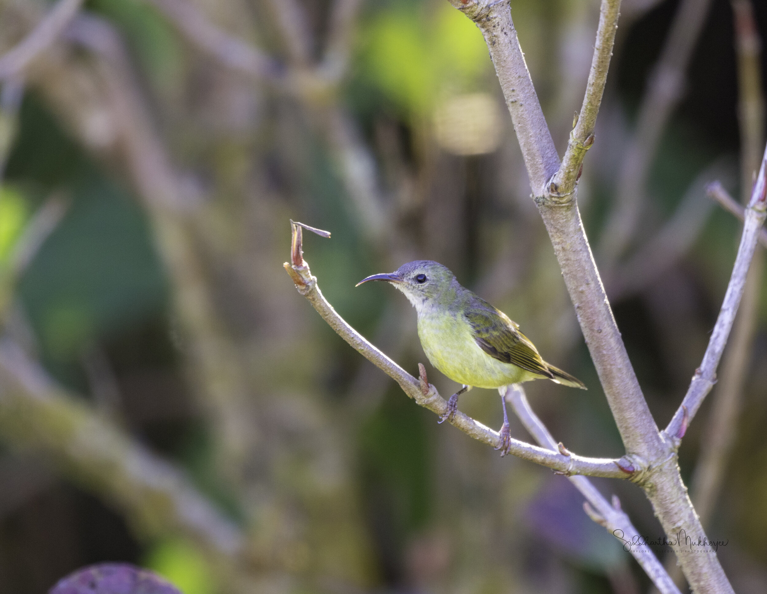  Green-tailed Sunbird (Female) 