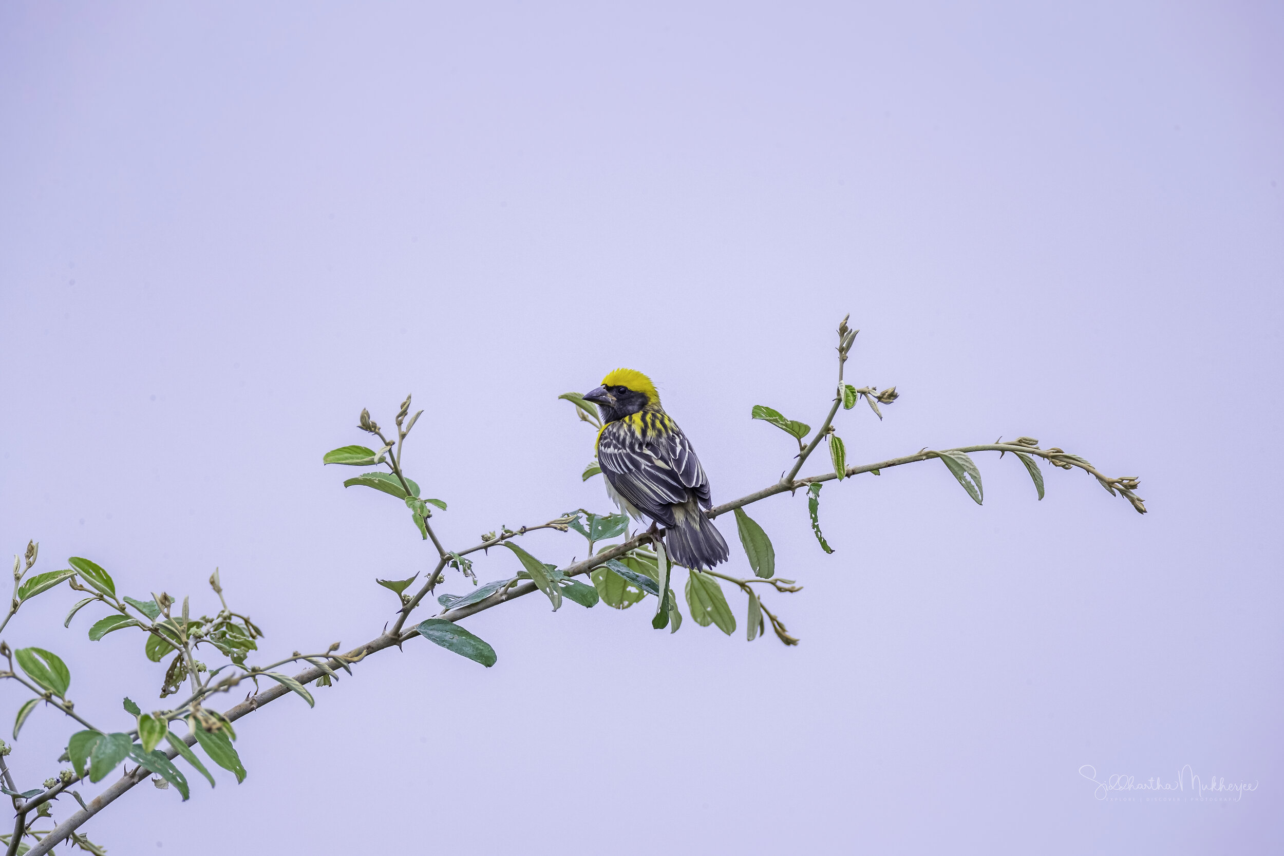  Indian Baya Weaver ( Ploceus philippinus philippinus ) 