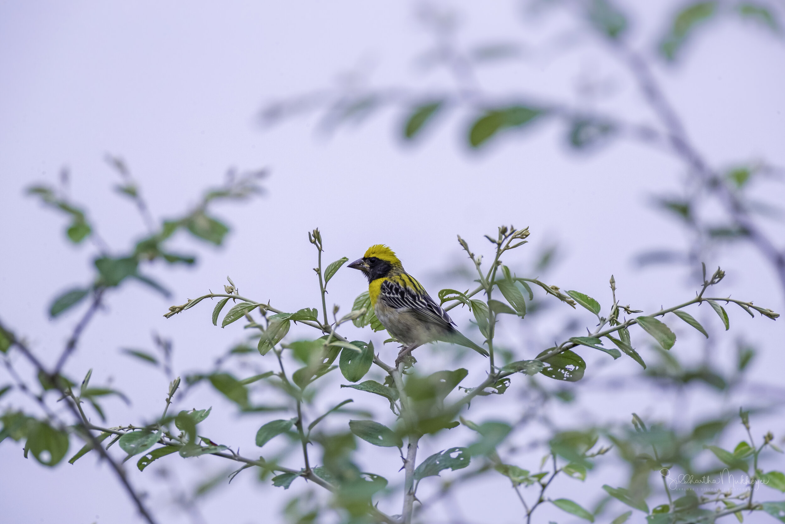  Indian Baya Weaver ( Ploceus philippinus philippinus ) 